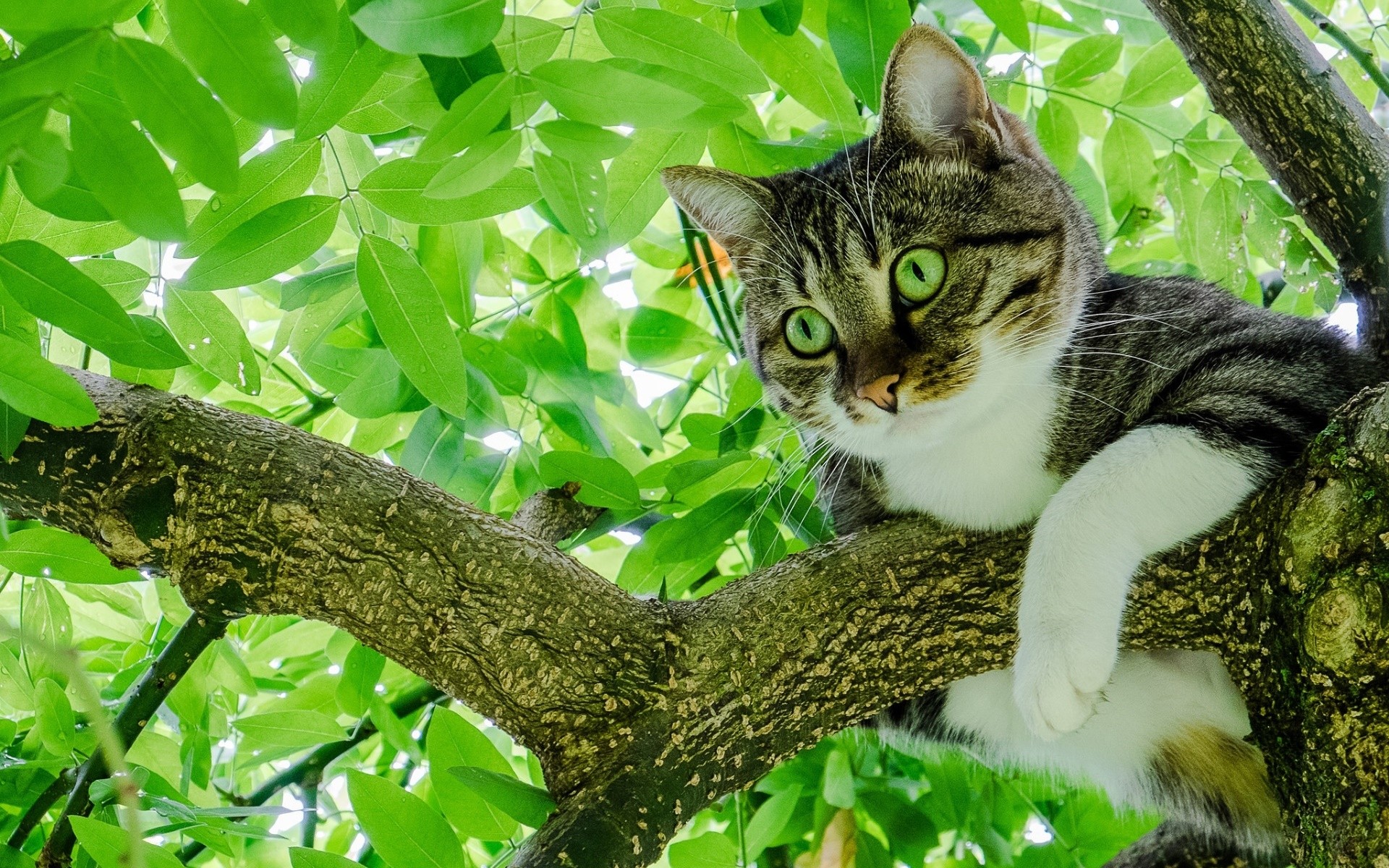 Tabby cat with green eyes perched on a tree branch HD Wallpaper