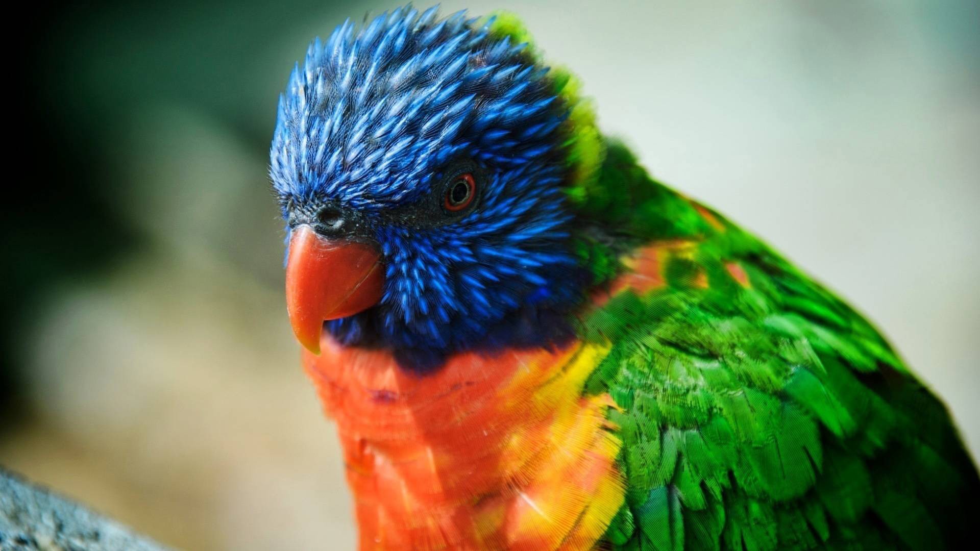 Close-up of a colorful lorikeet bird HD Wallpaper
