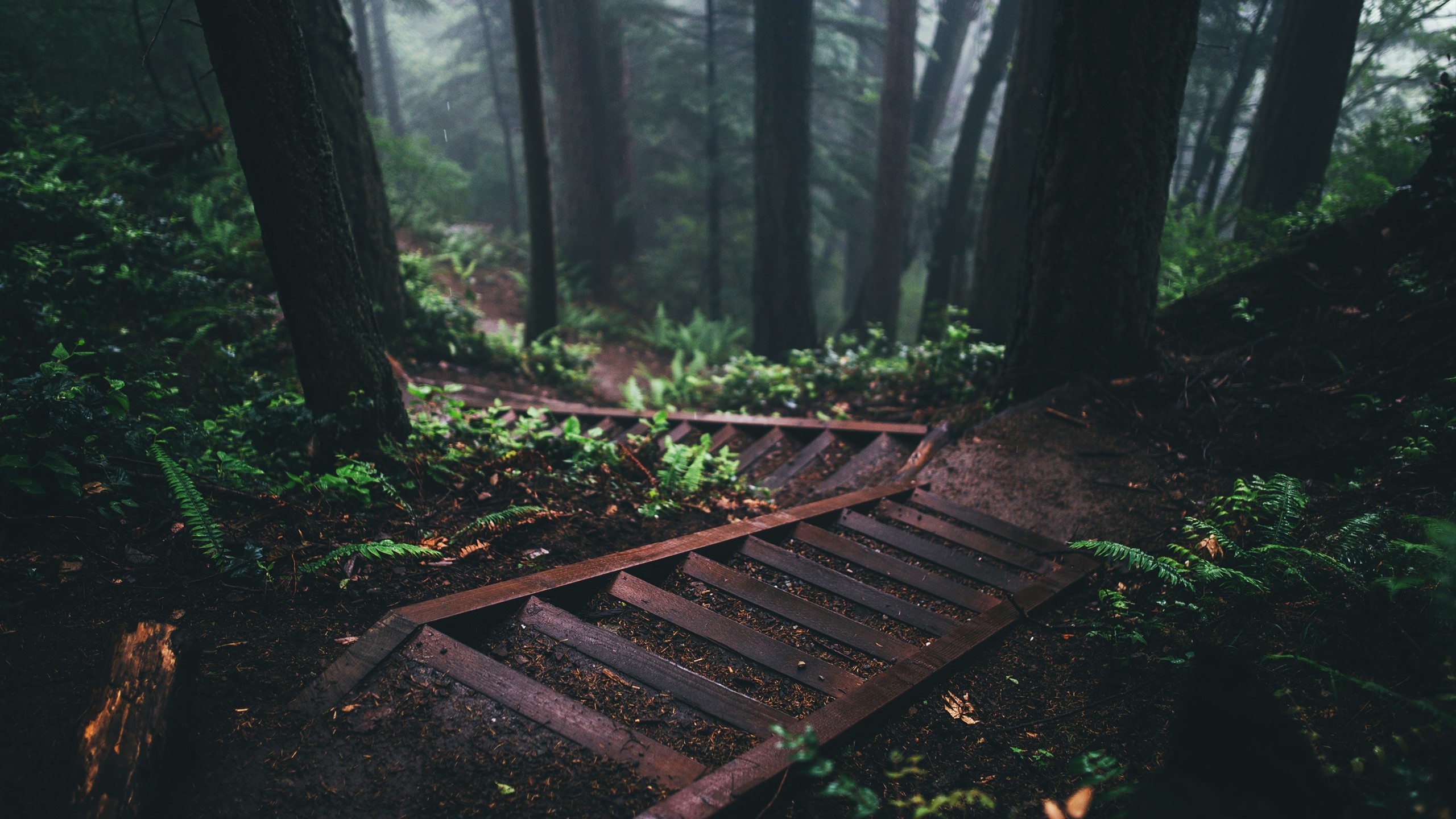 Wooden stairs descending into a misty forest HD Wallpaper