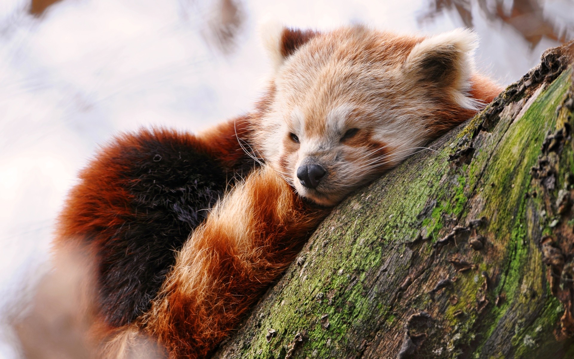 Red panda sleeping on a tree branch HD Wallpaper