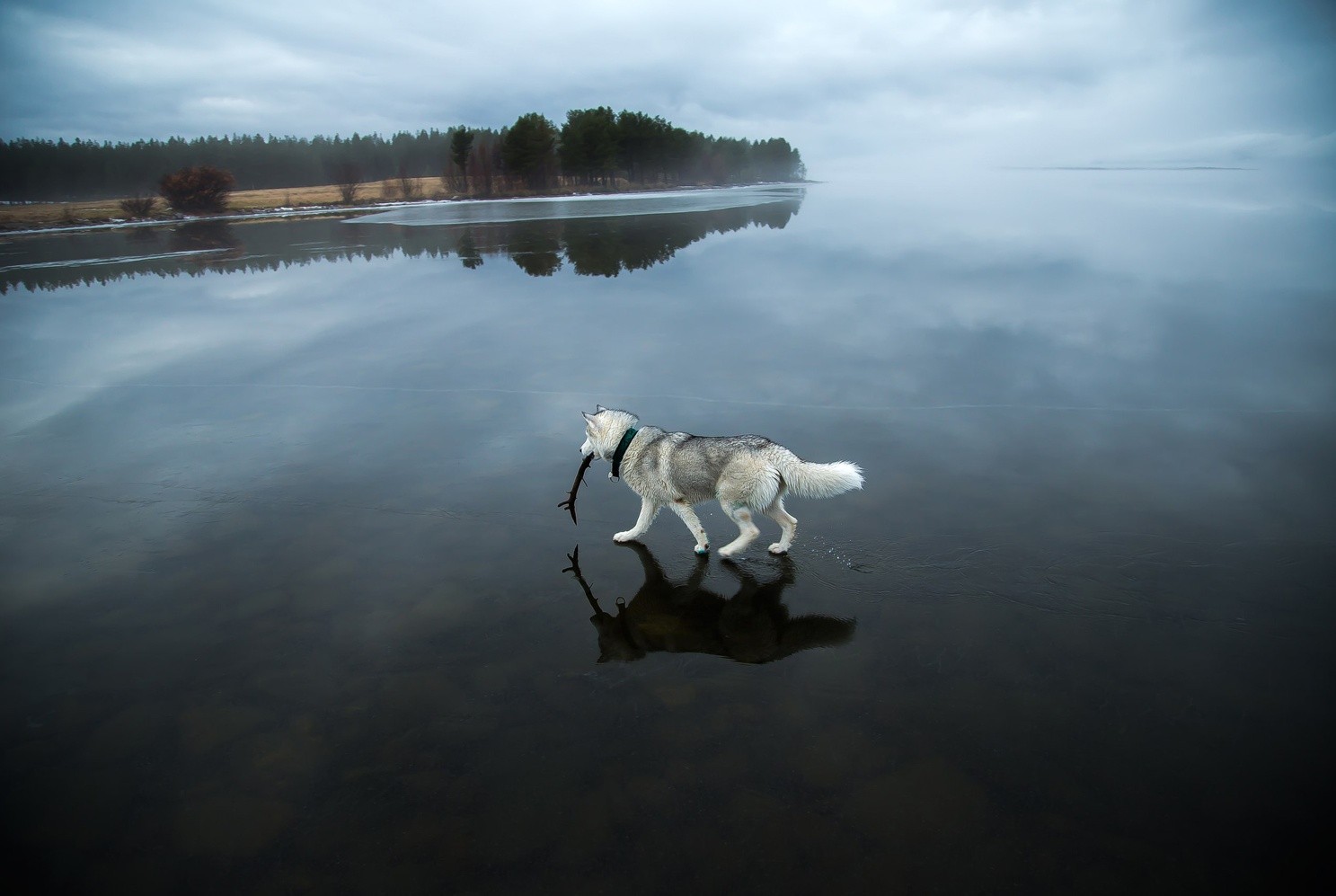 Siberian Husky with stick on a frozen lake HD Wallpaper
