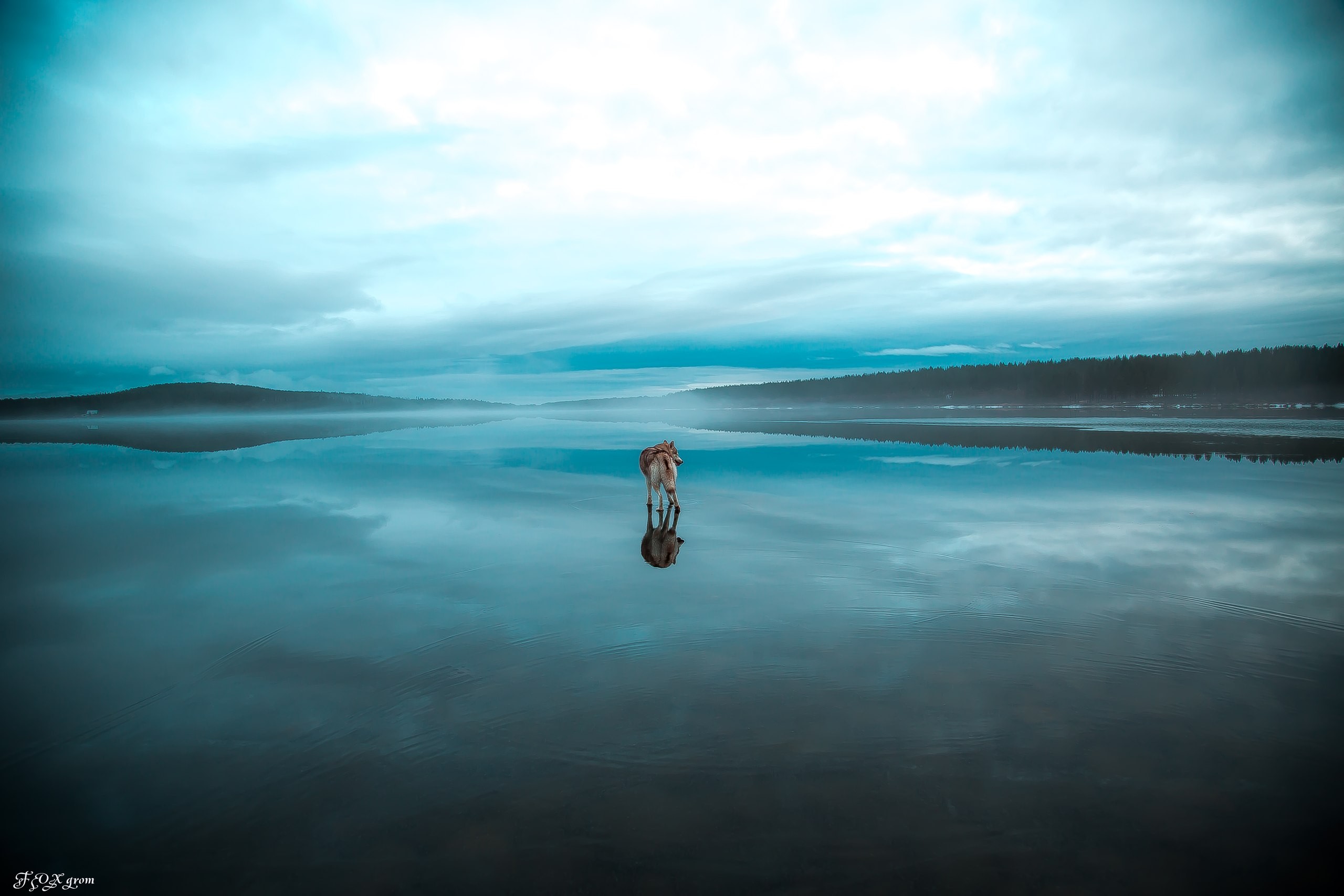 Husky dog standing in a frozen lake with misty forest background HD Wallpaper