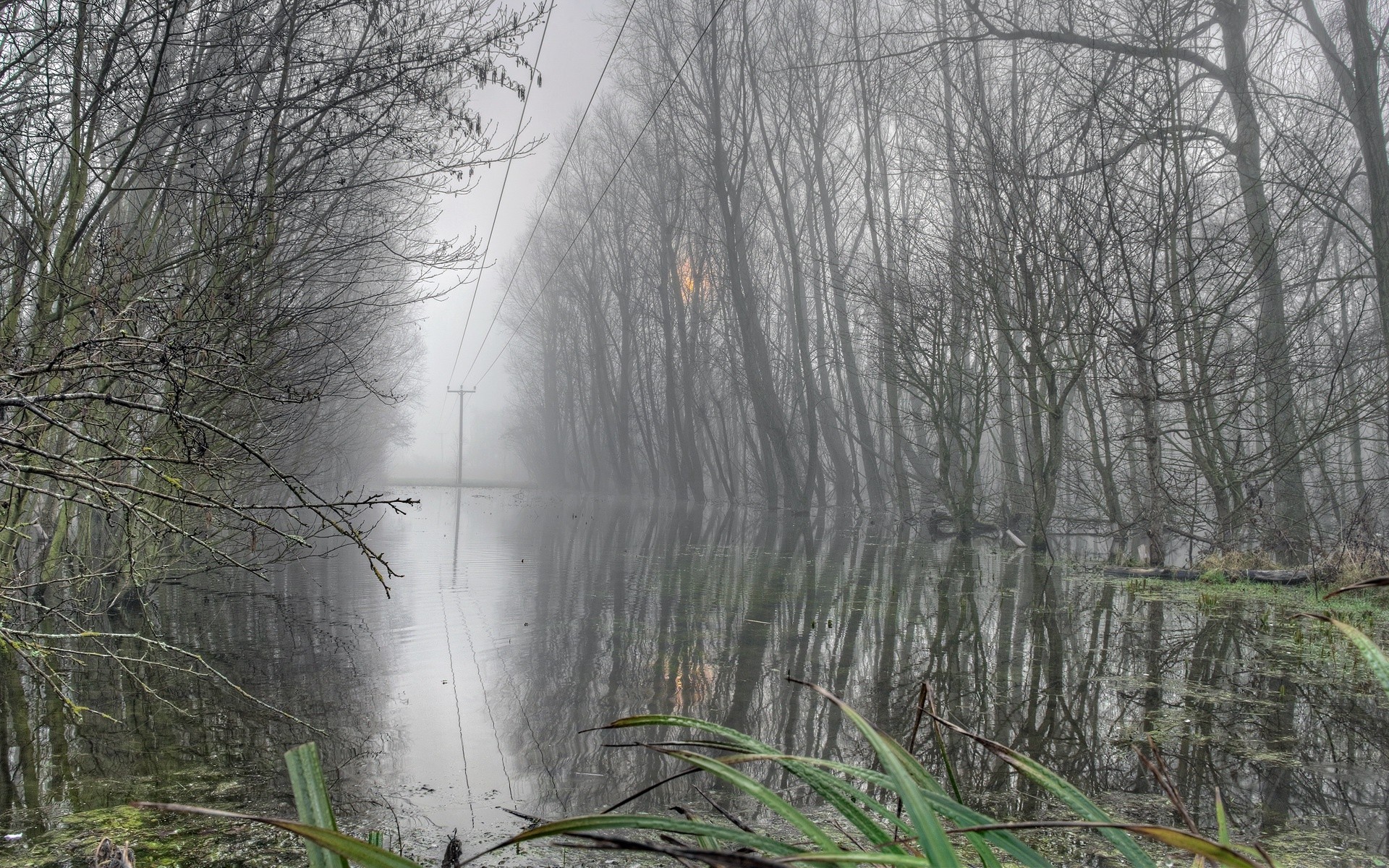 Flooded landscape with trees and power lines in fog HD Wallpaper