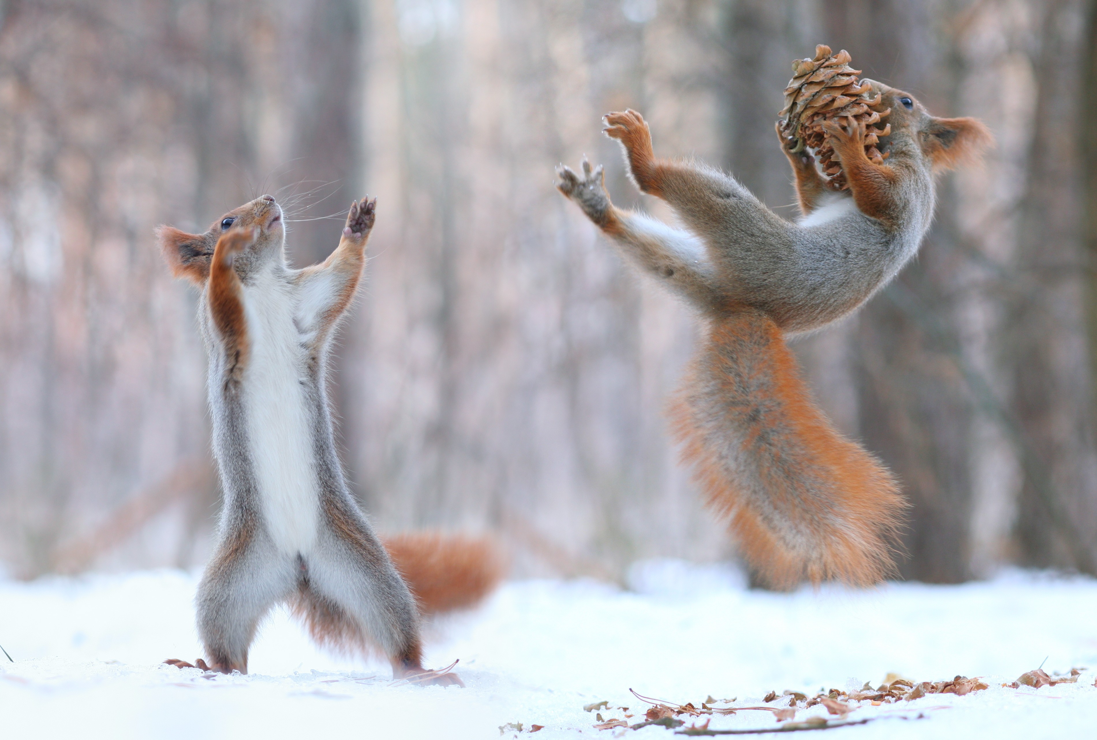 Two squirrels playing in the snow with a pine cone HD Wallpaper