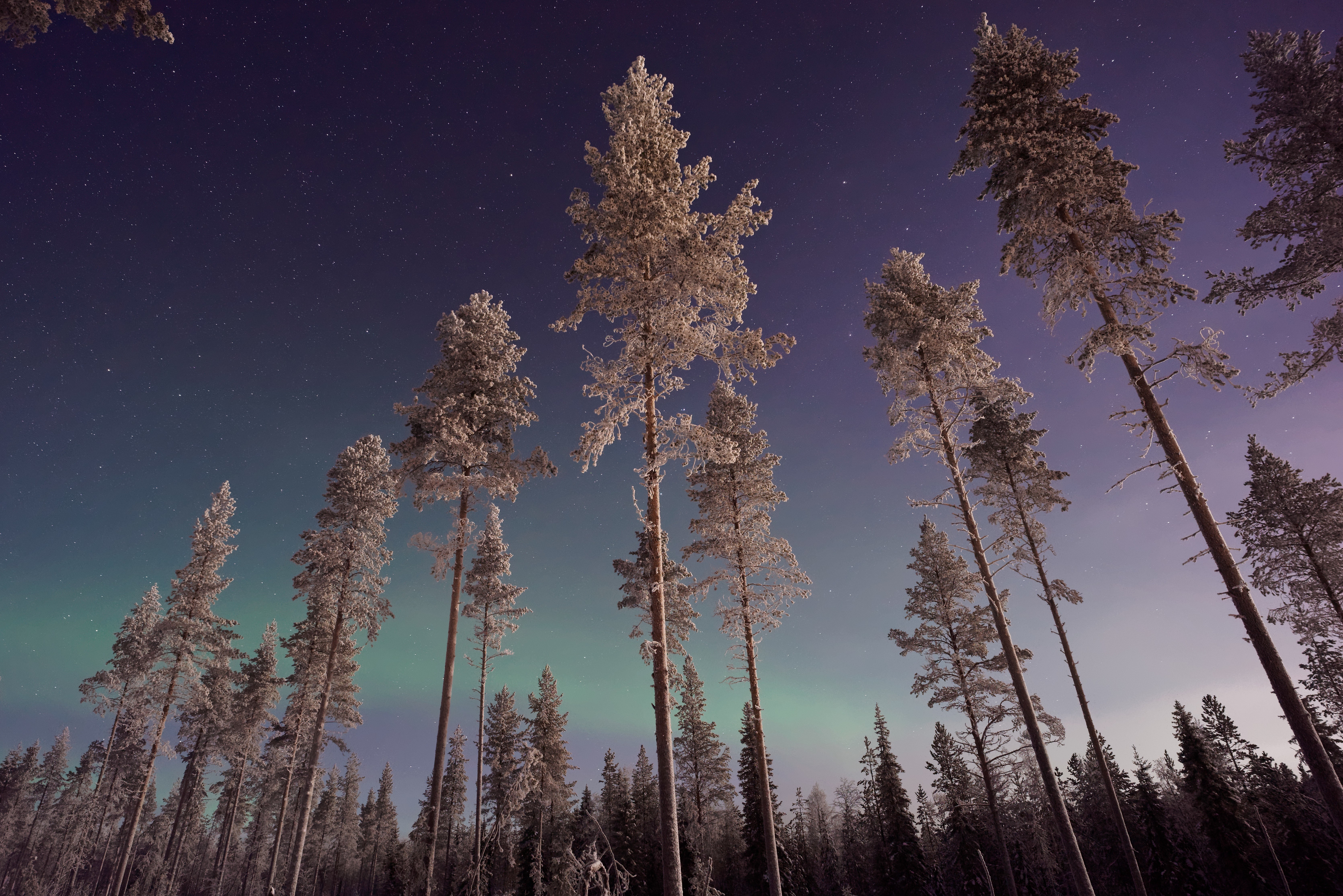 Snow-covered trees under the aurora borealis HD Wallpaper