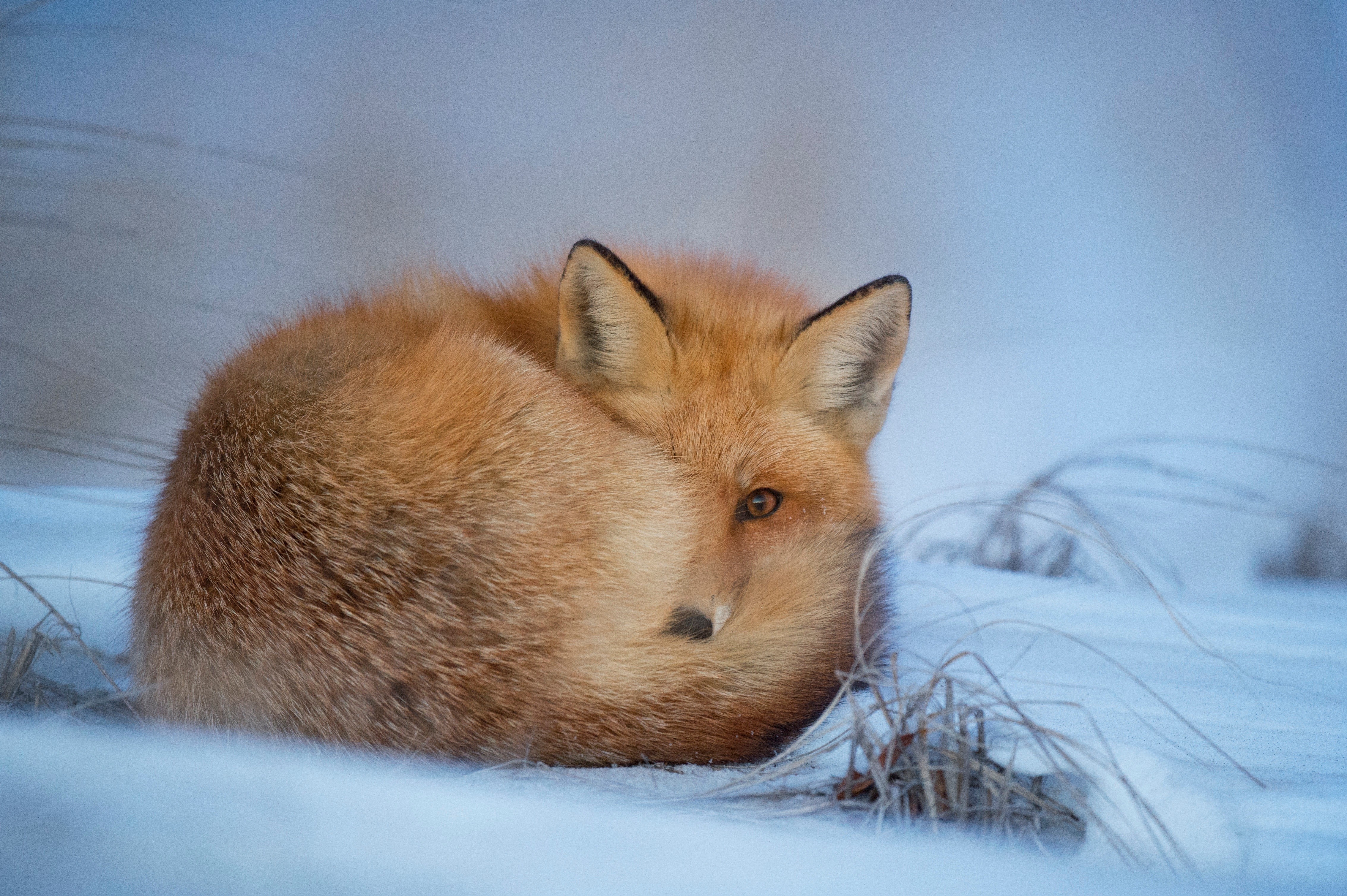 Red fox curled up in the snow HD Wallpaper