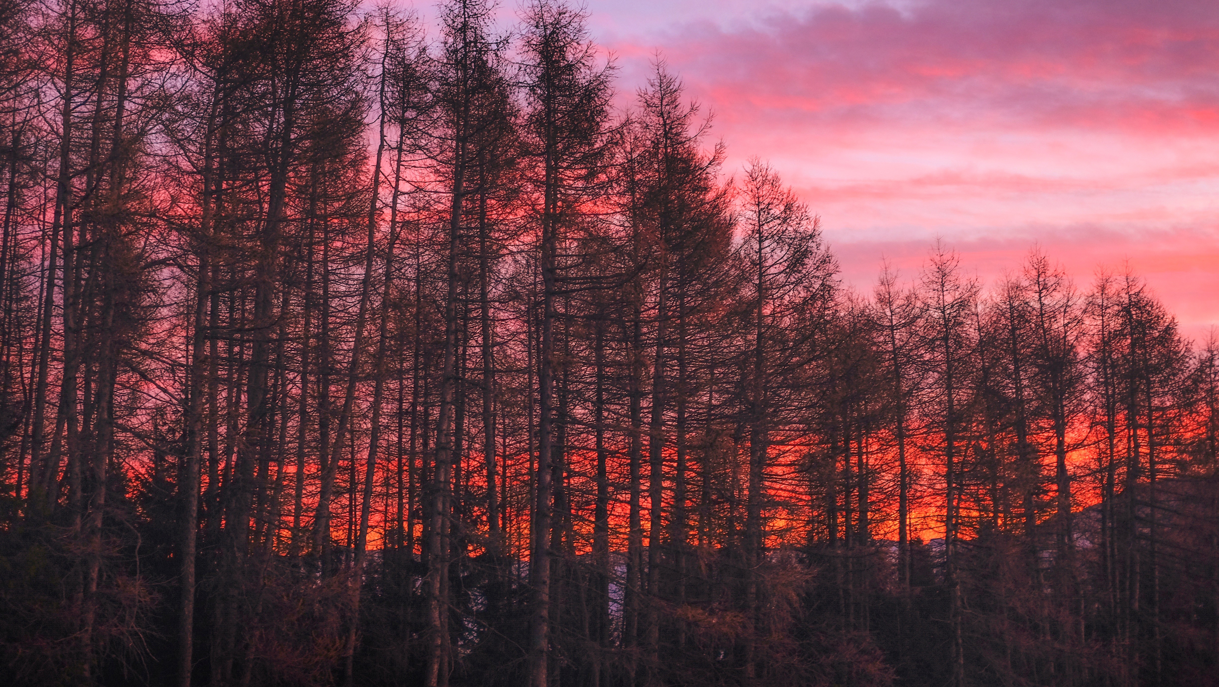 Silhouette of trees against a vibrant sunset sky HD Wallpaper