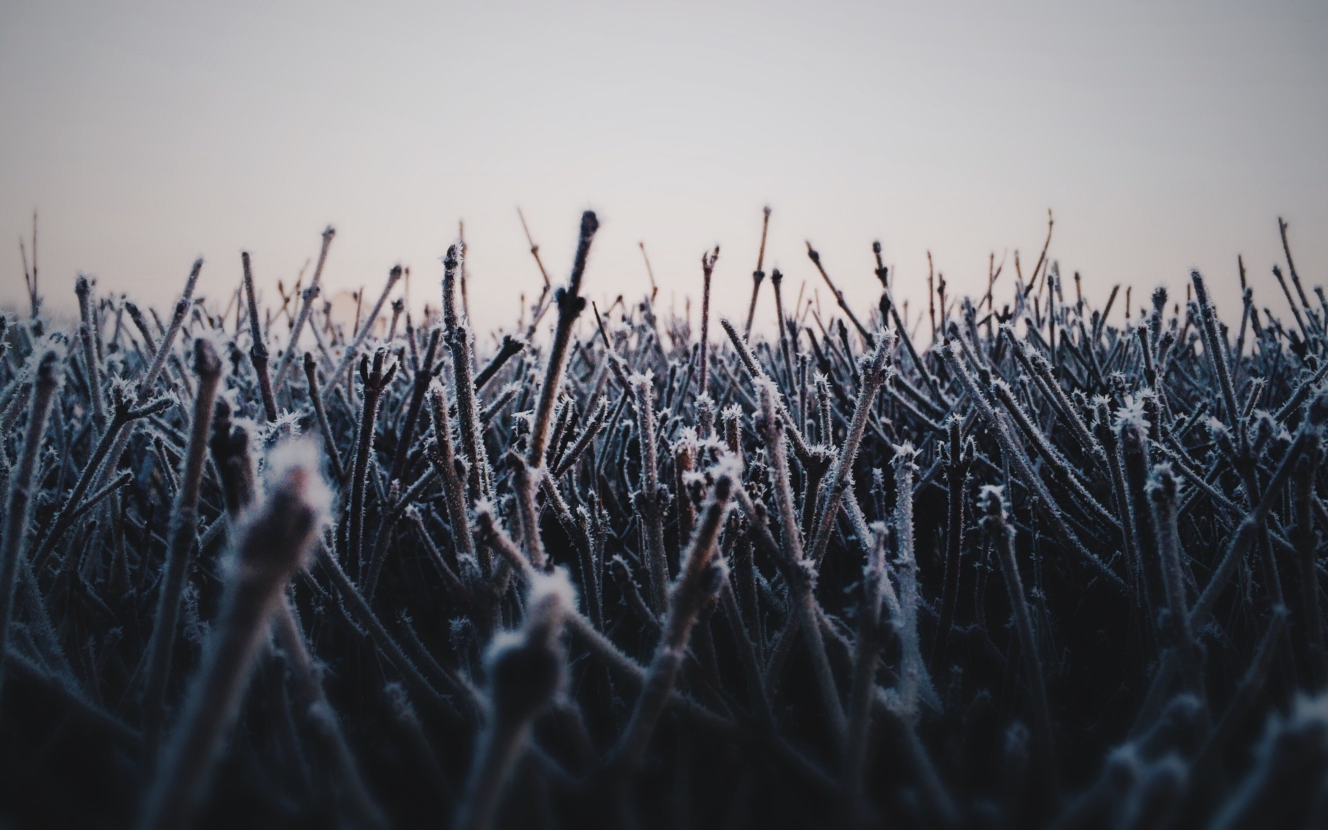Frost covered branches against a pale sky HD Wallpaper