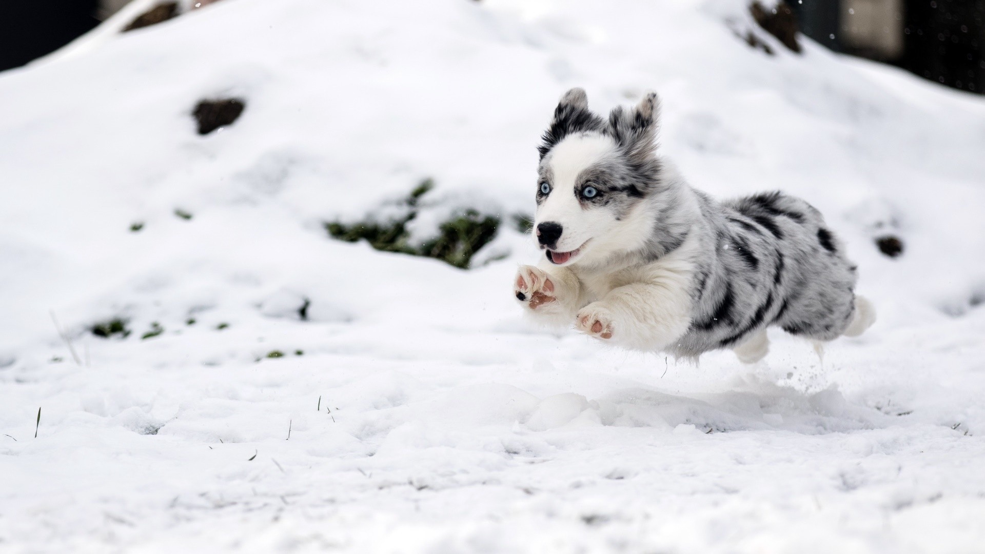 Blue-eyed puppy running in the snow HD Wallpaper