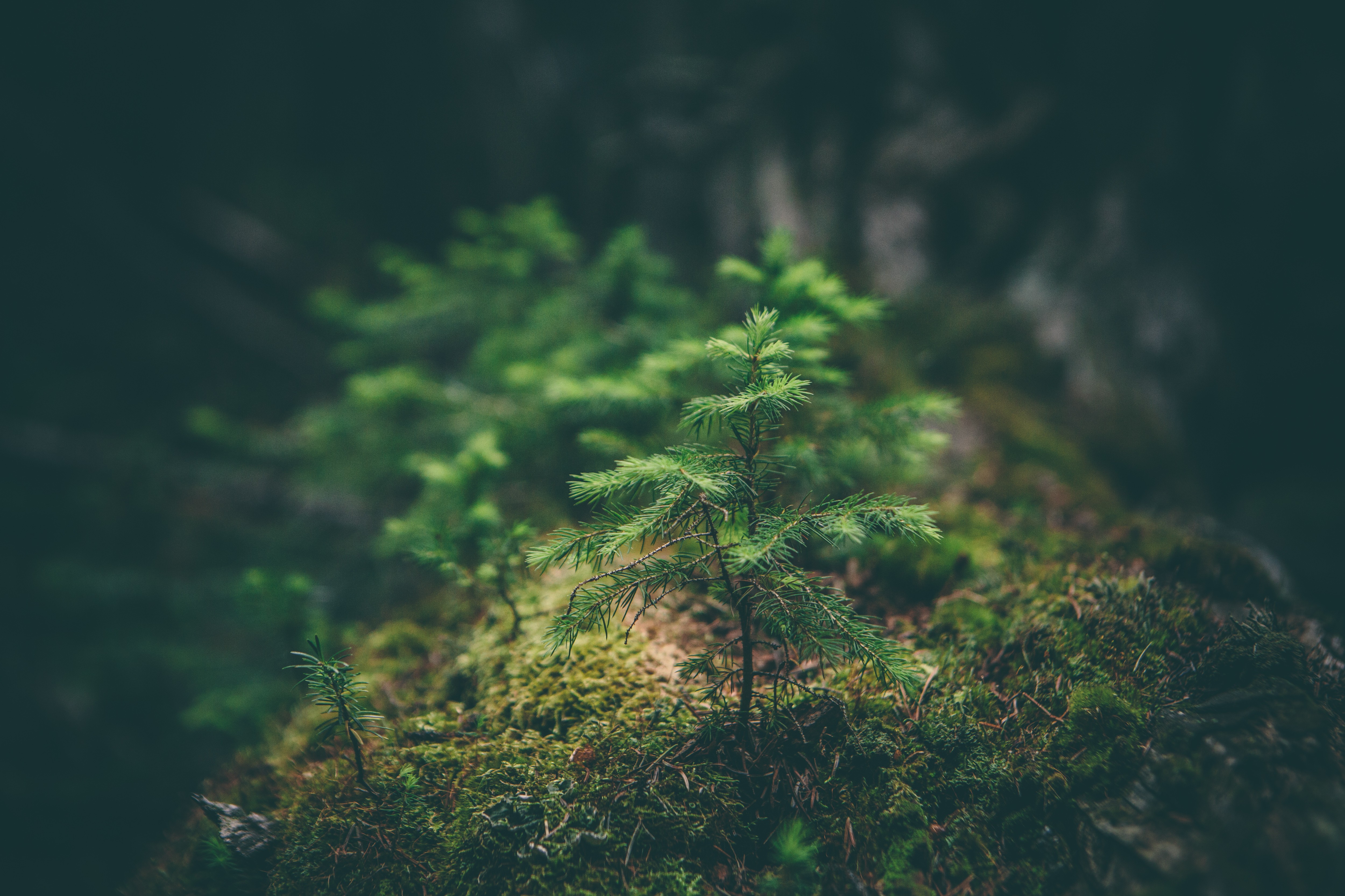 Young spruce trees growing on mossy ground HD Wallpaper