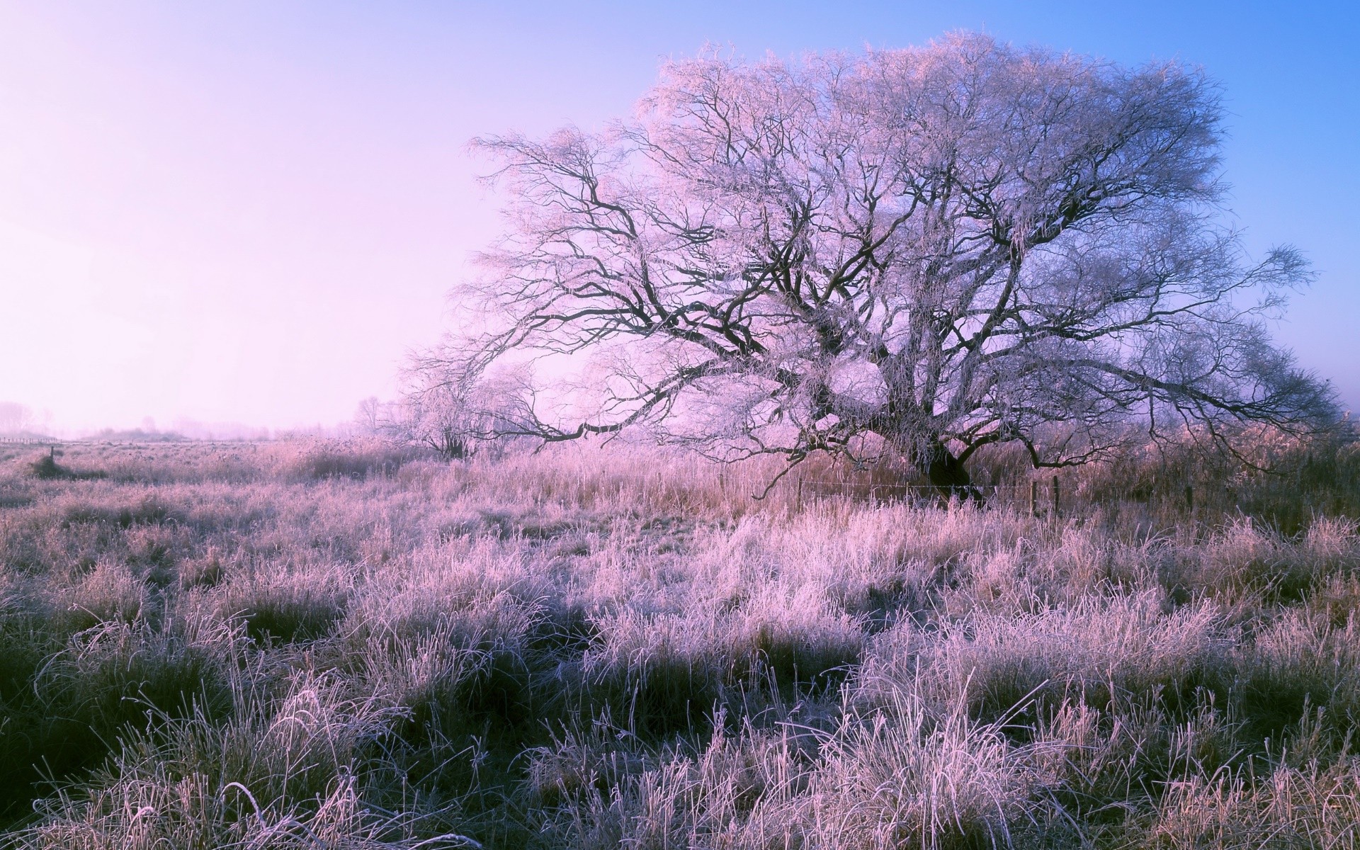 Frosted tree in a winter field at sunrise HD Wallpaper