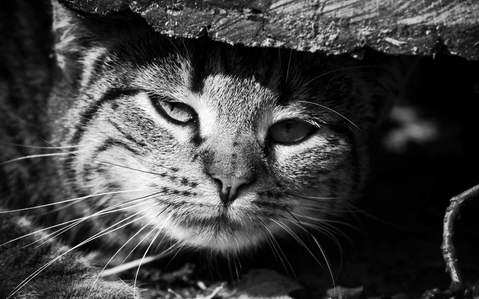 Monochrome close-up of a tabby cat peeking from under wood HD Wallpaper