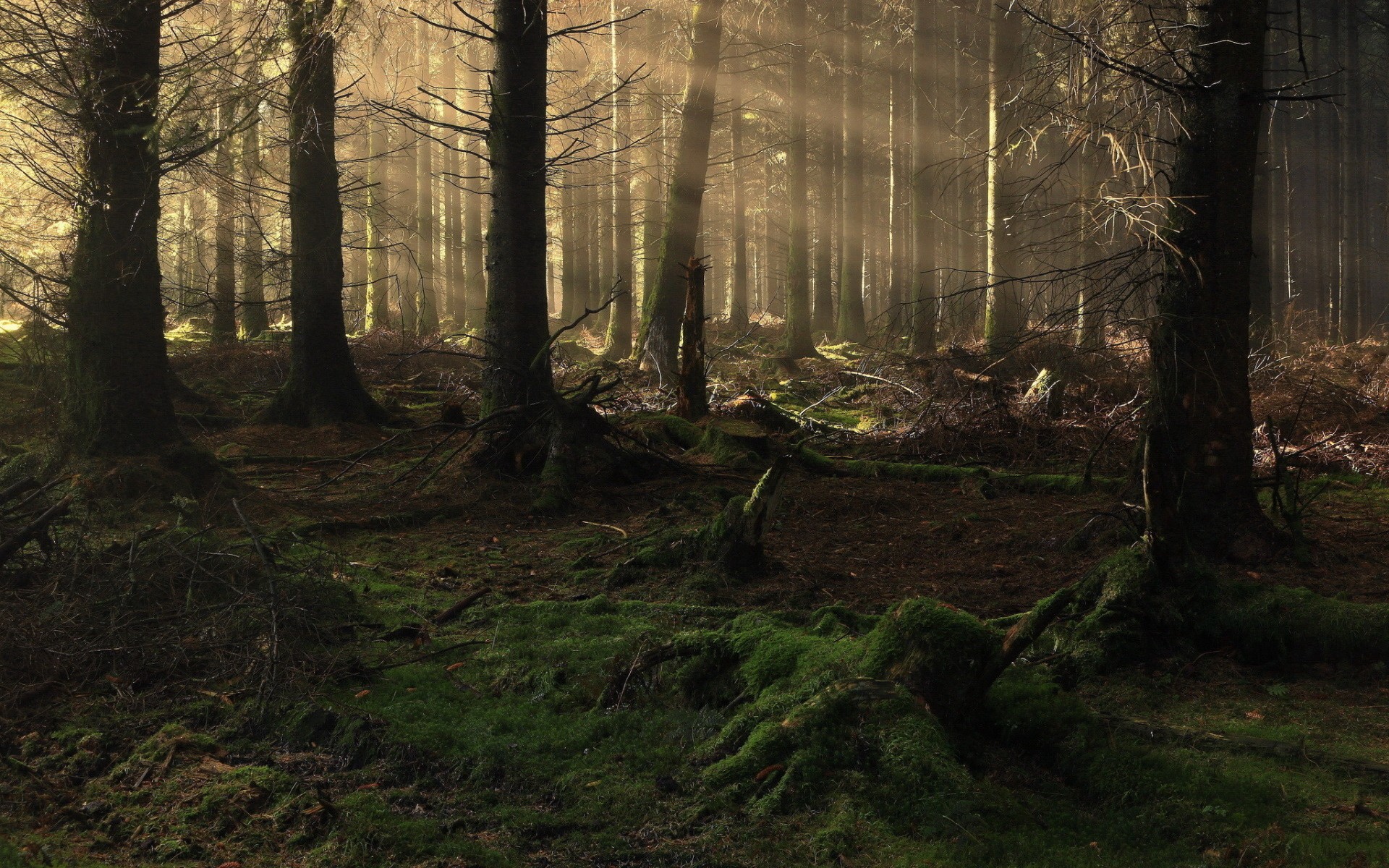 Sunlight filtering through a dense forest HD Wallpaper