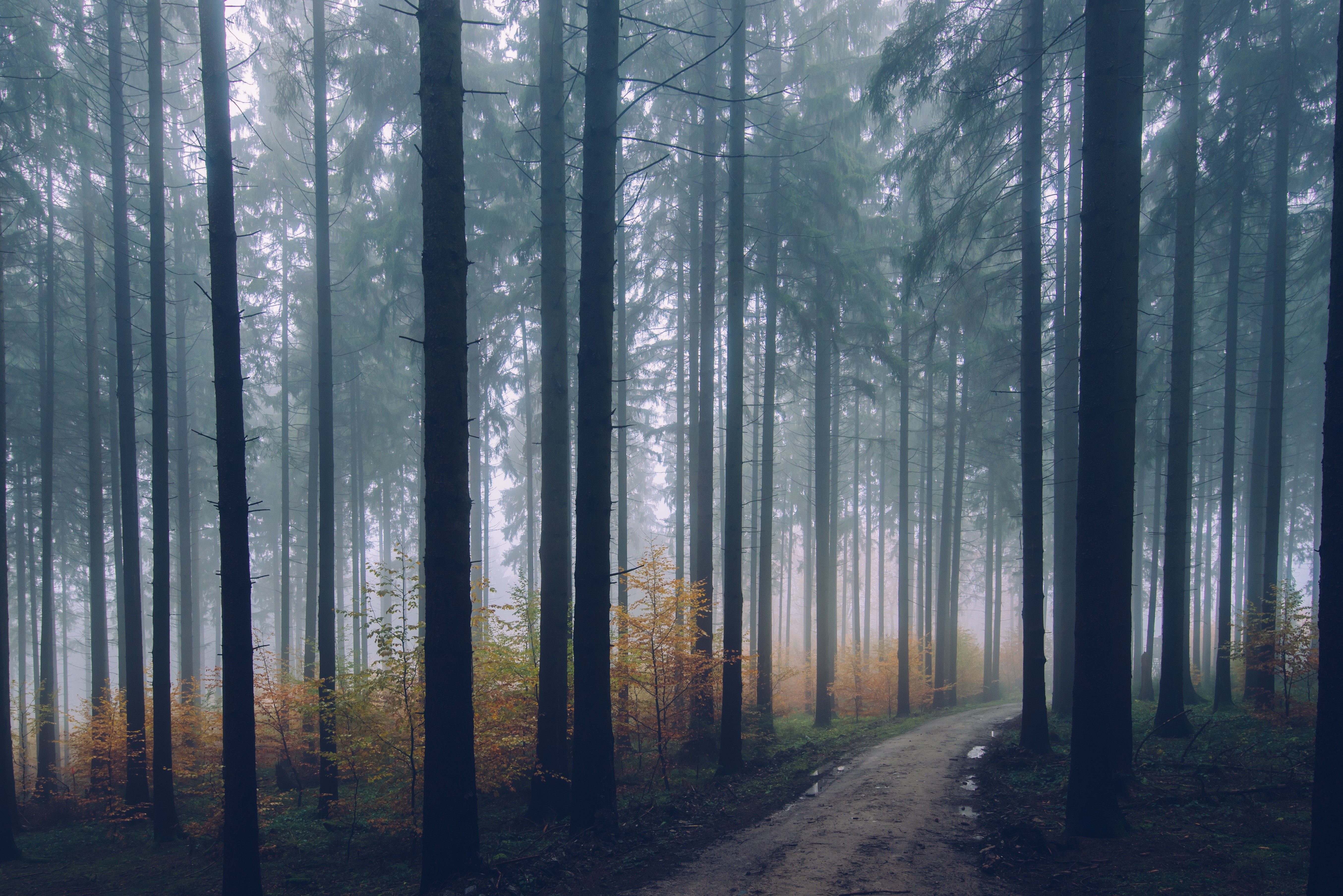 Misty forest path with tall trees HD Wallpaper