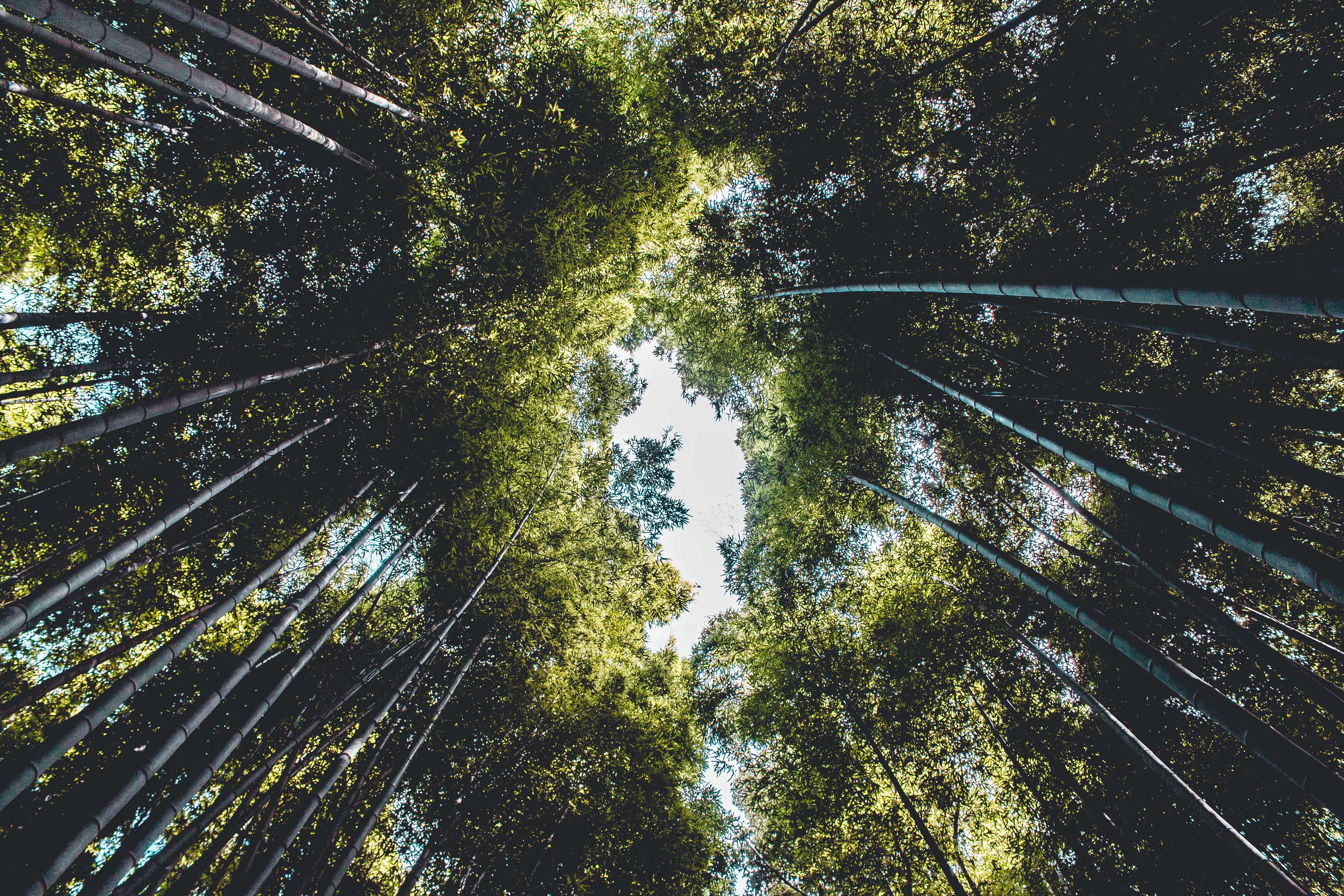 Looking up through a dense bamboo forest HD Wallpaper