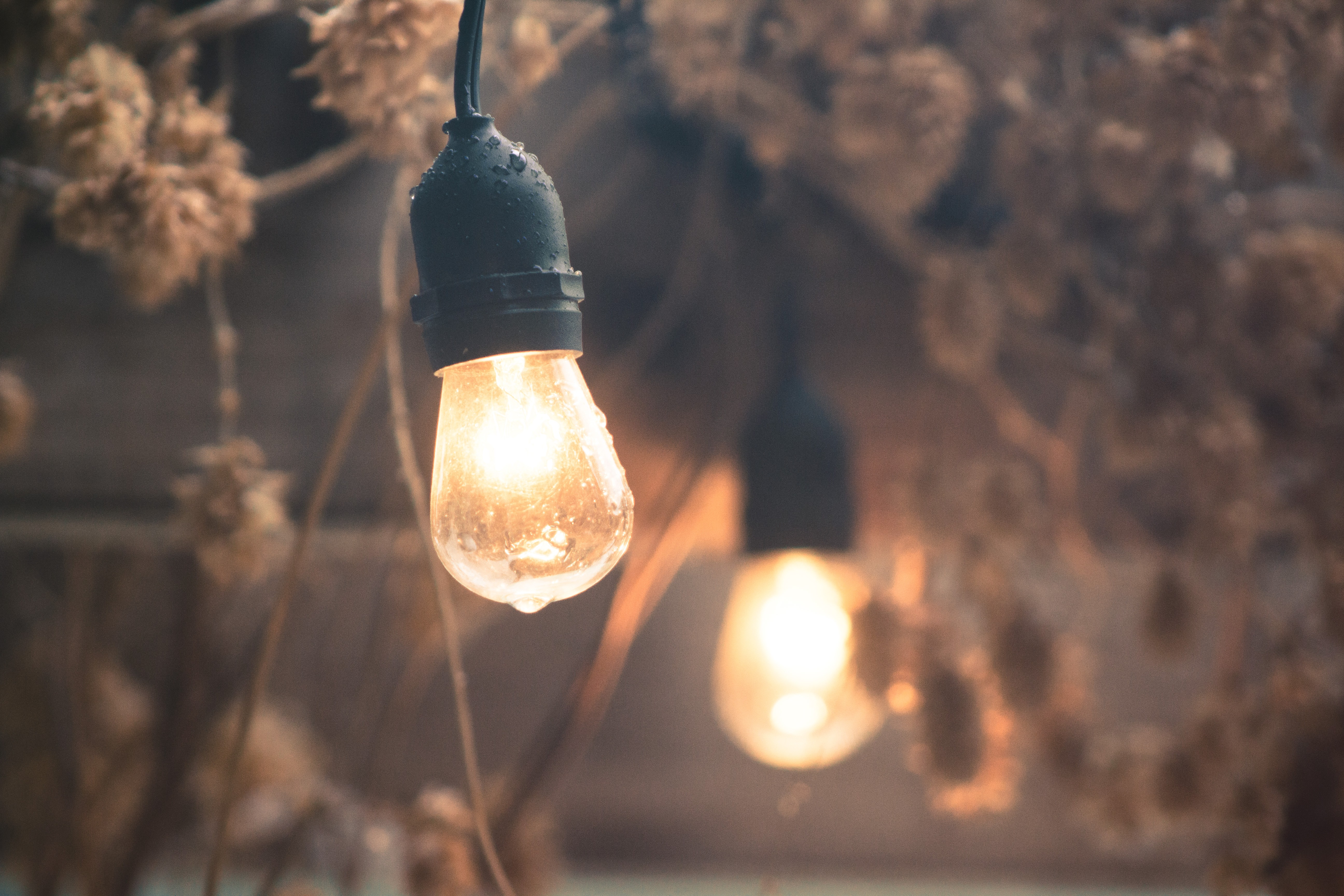 String lightbulbs with water droplets HD Wallpaper