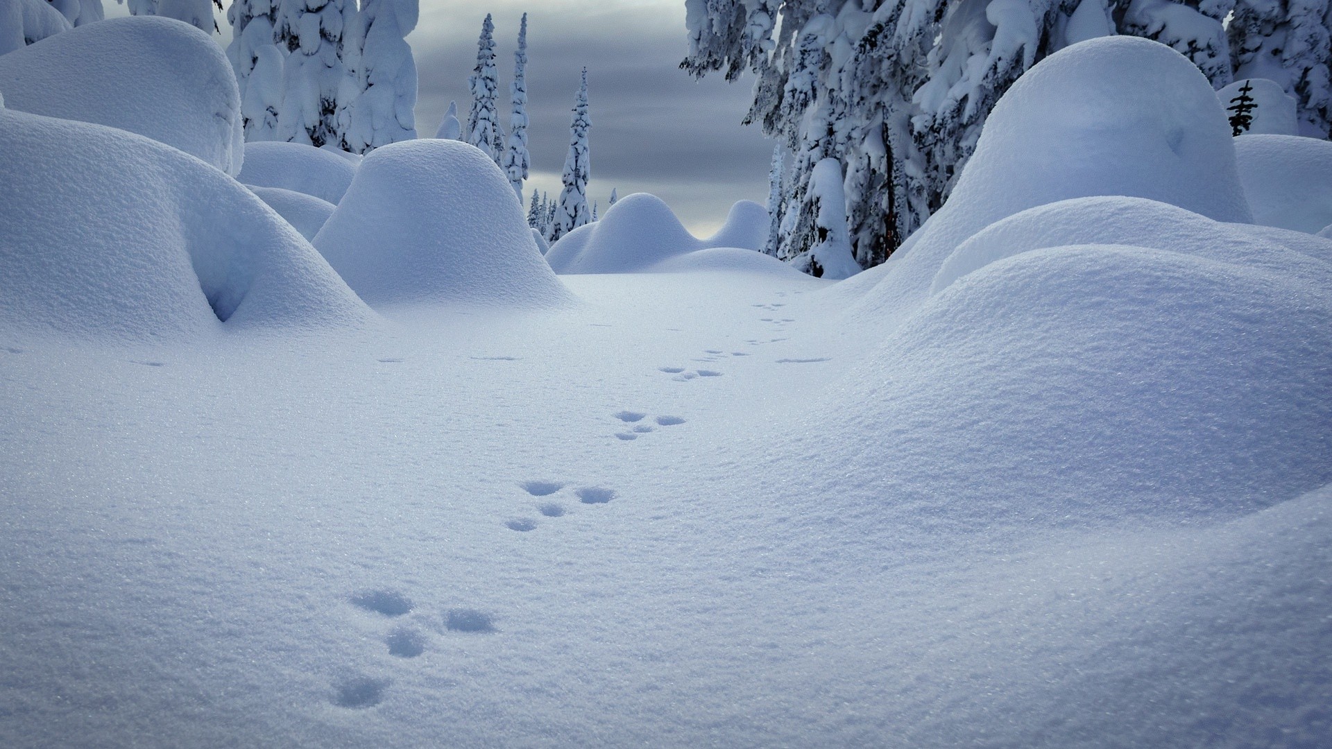 Animal tracks in a snowy forest landscape HD Wallpaper