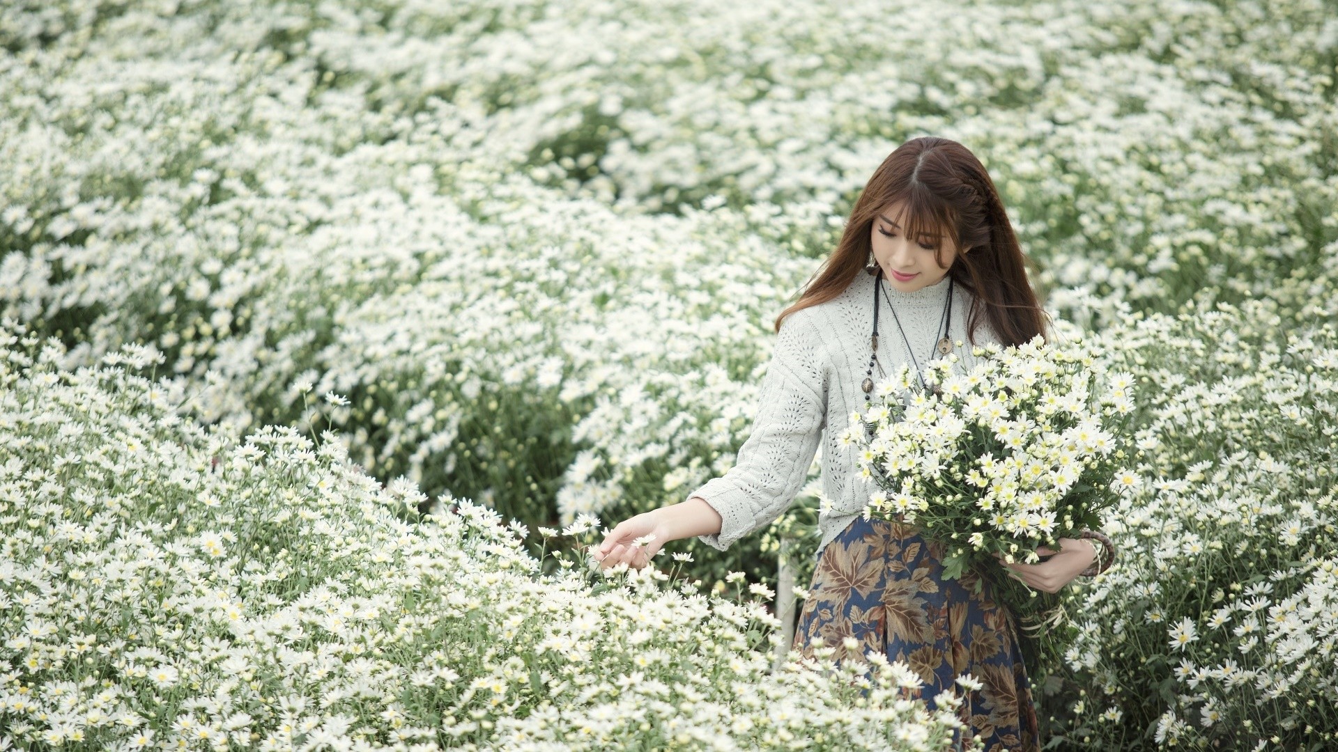 Asian woman in a field of white flowers HD Wallpaper