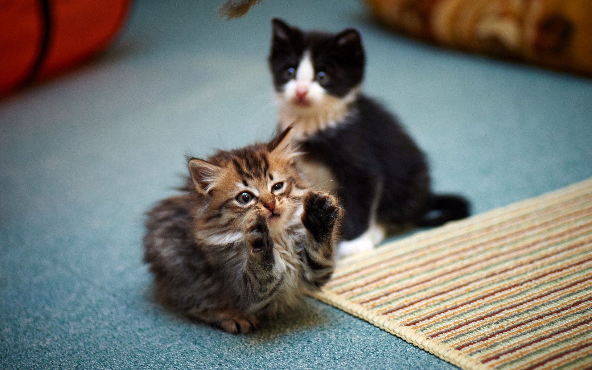 Two kittens playing on a carpet HD Wallpaper