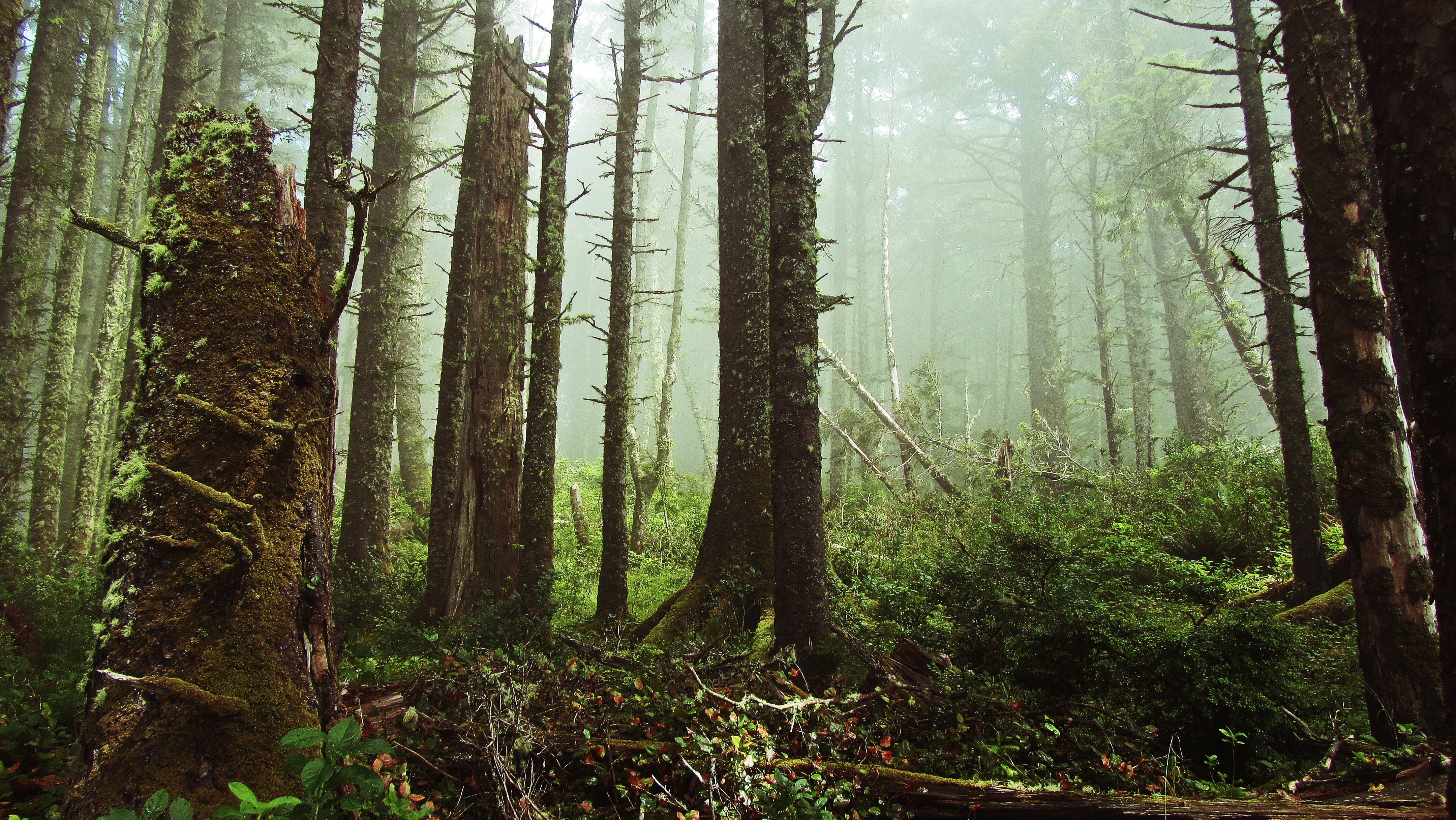Misty forest with moss-covered trees and ferns HD Wallpaper