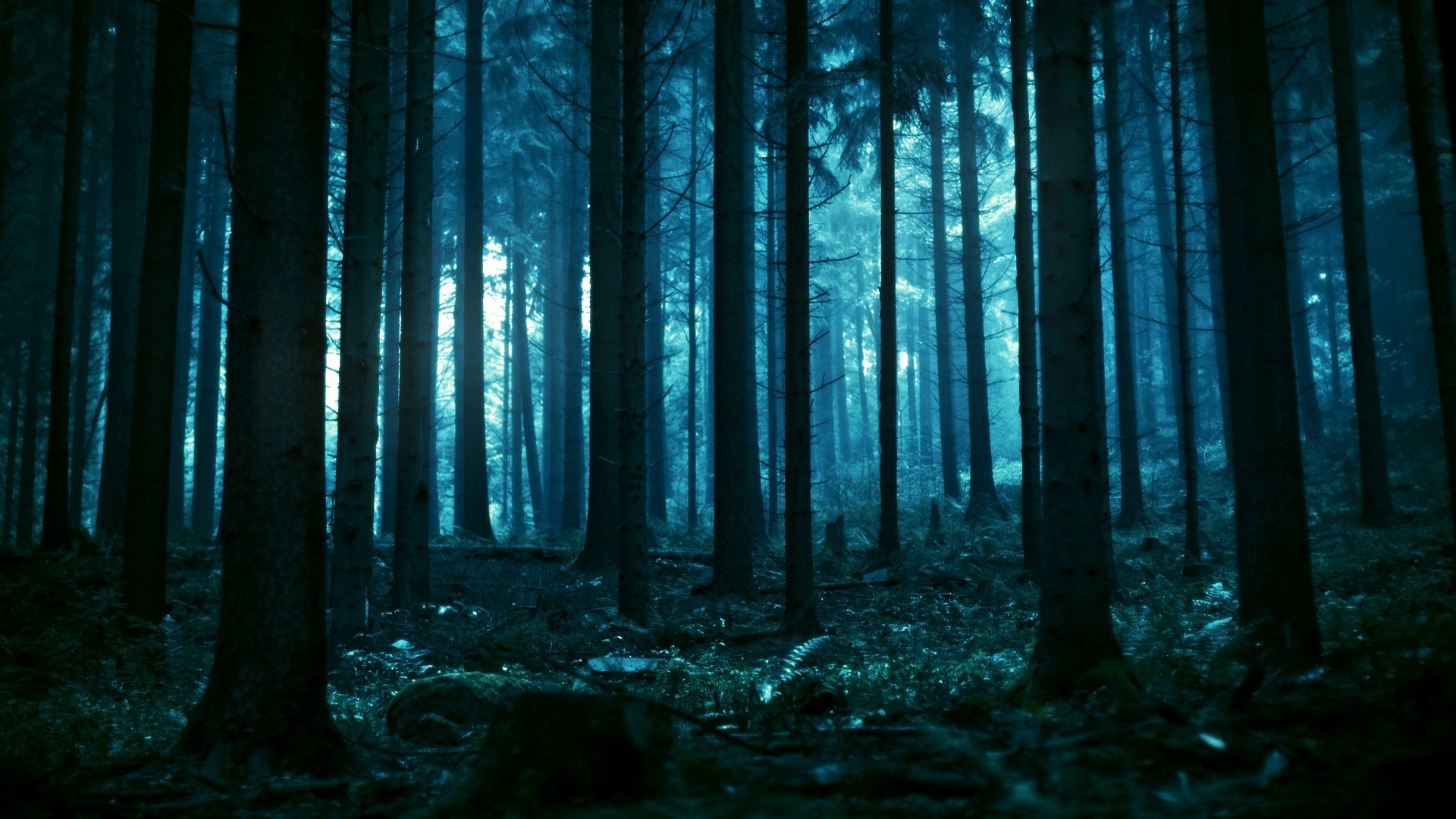 Dark forest with tall trees and blue light HD Wallpaper