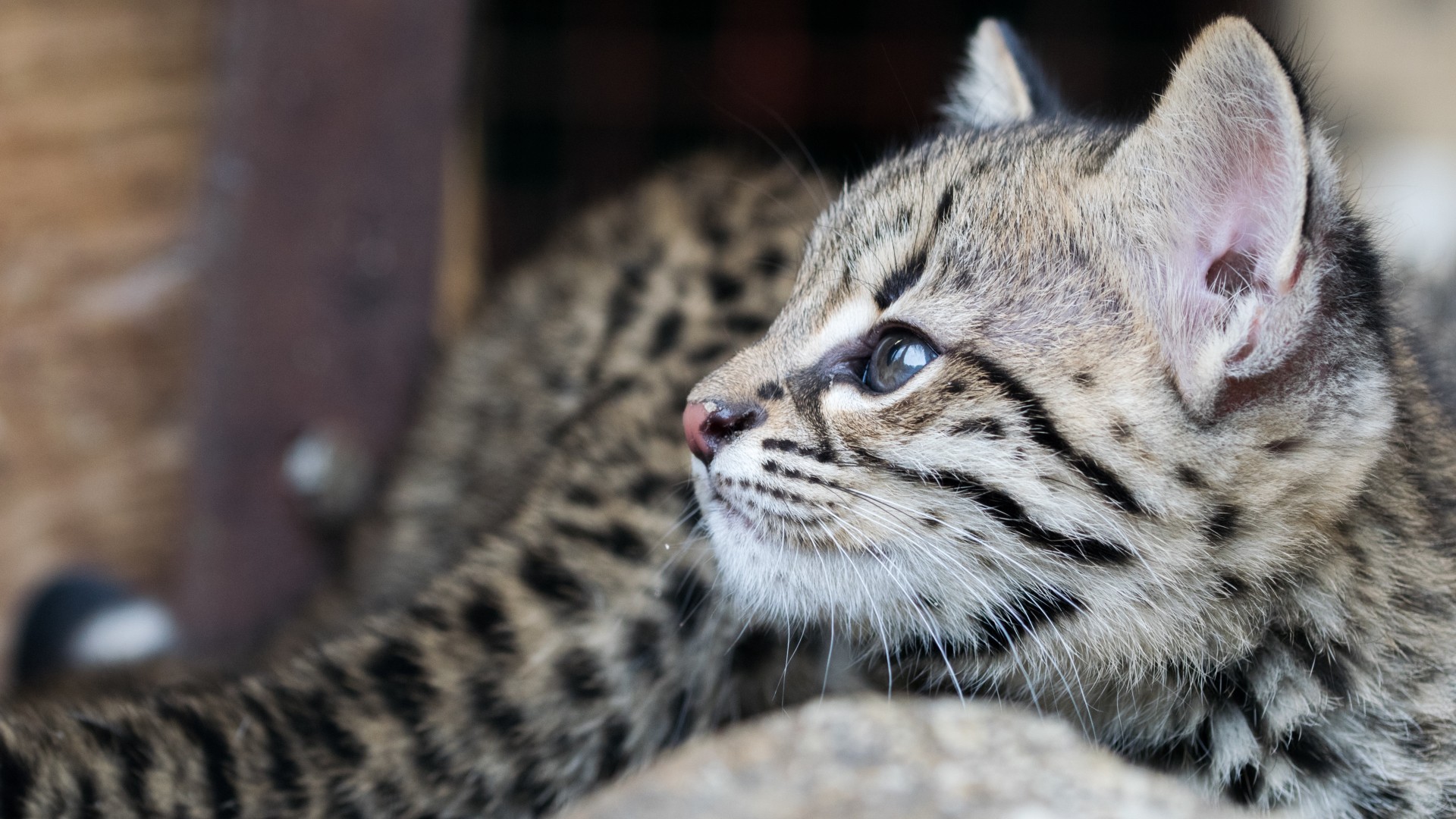 Close-up of a baby ocelot kitten HD Wallpaper