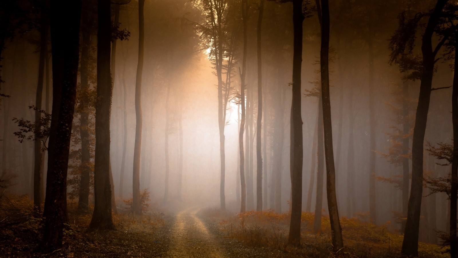 Misty forest with a dirt road and sunlight HD Wallpaper