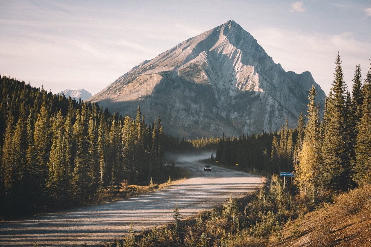 Mountain road through a pine forest HD Wallpaper