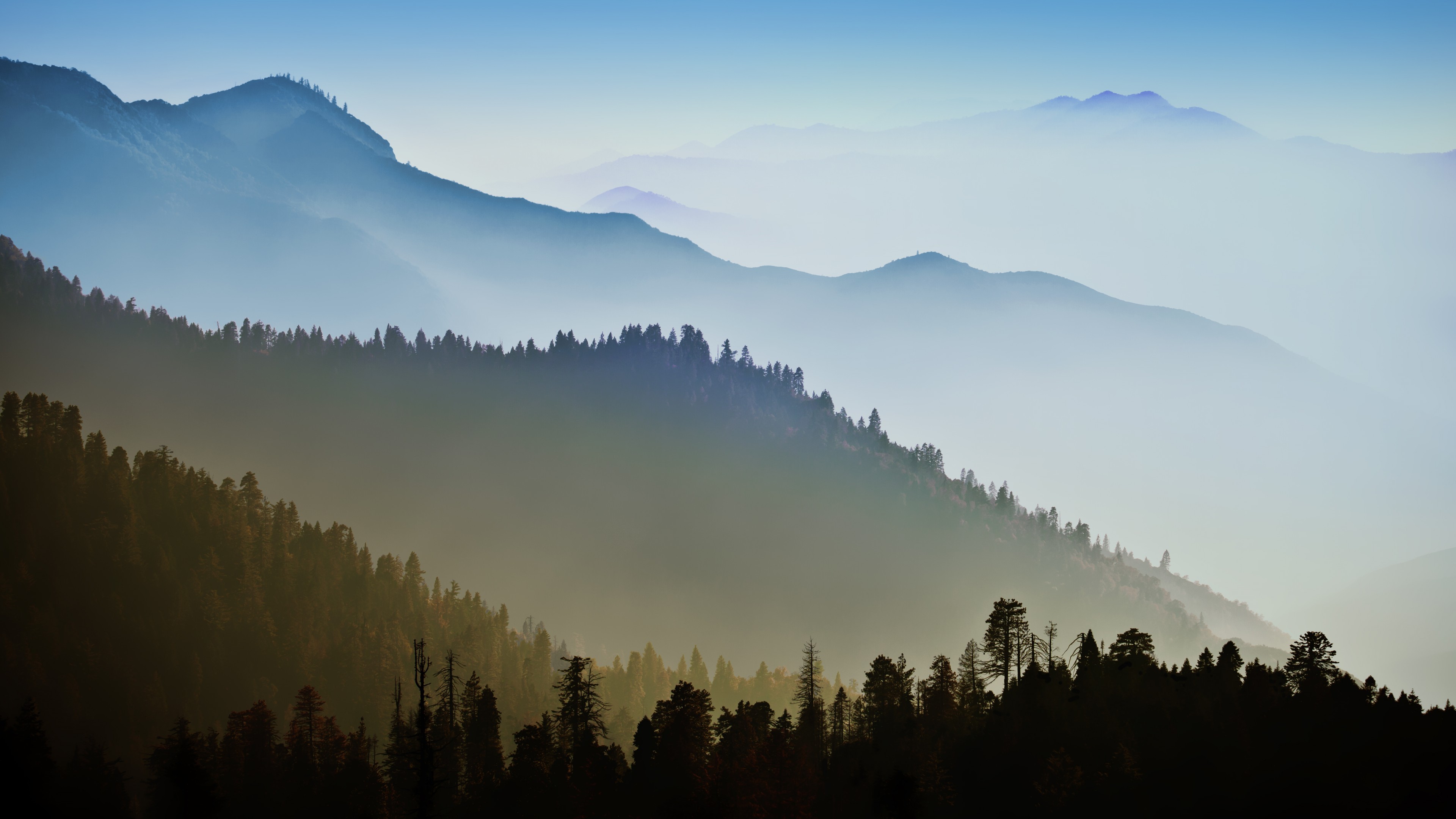 Misty mountains with pine forest silhouette HD Wallpaper