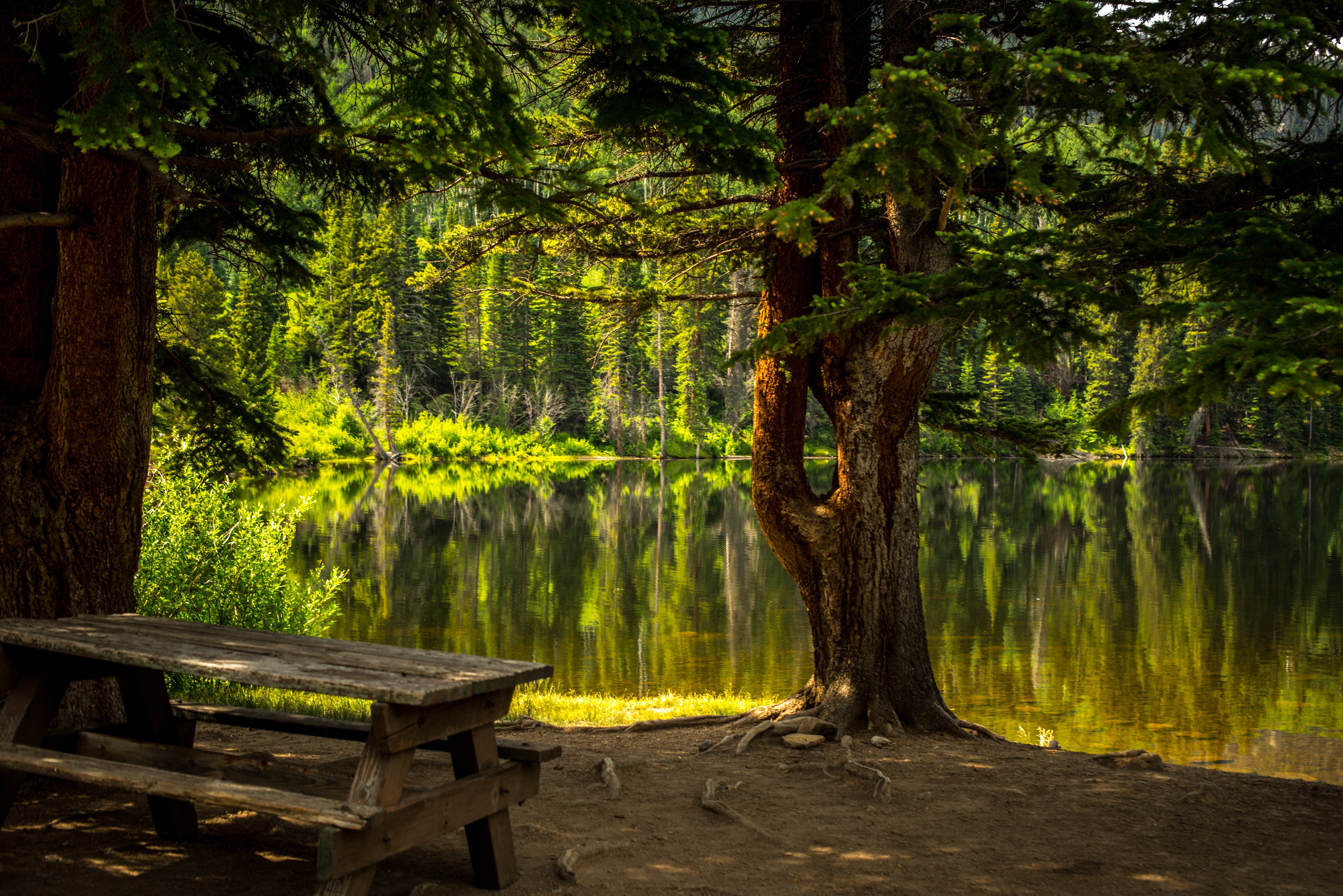 Picnic table by a lake in a forest HD Wallpaper