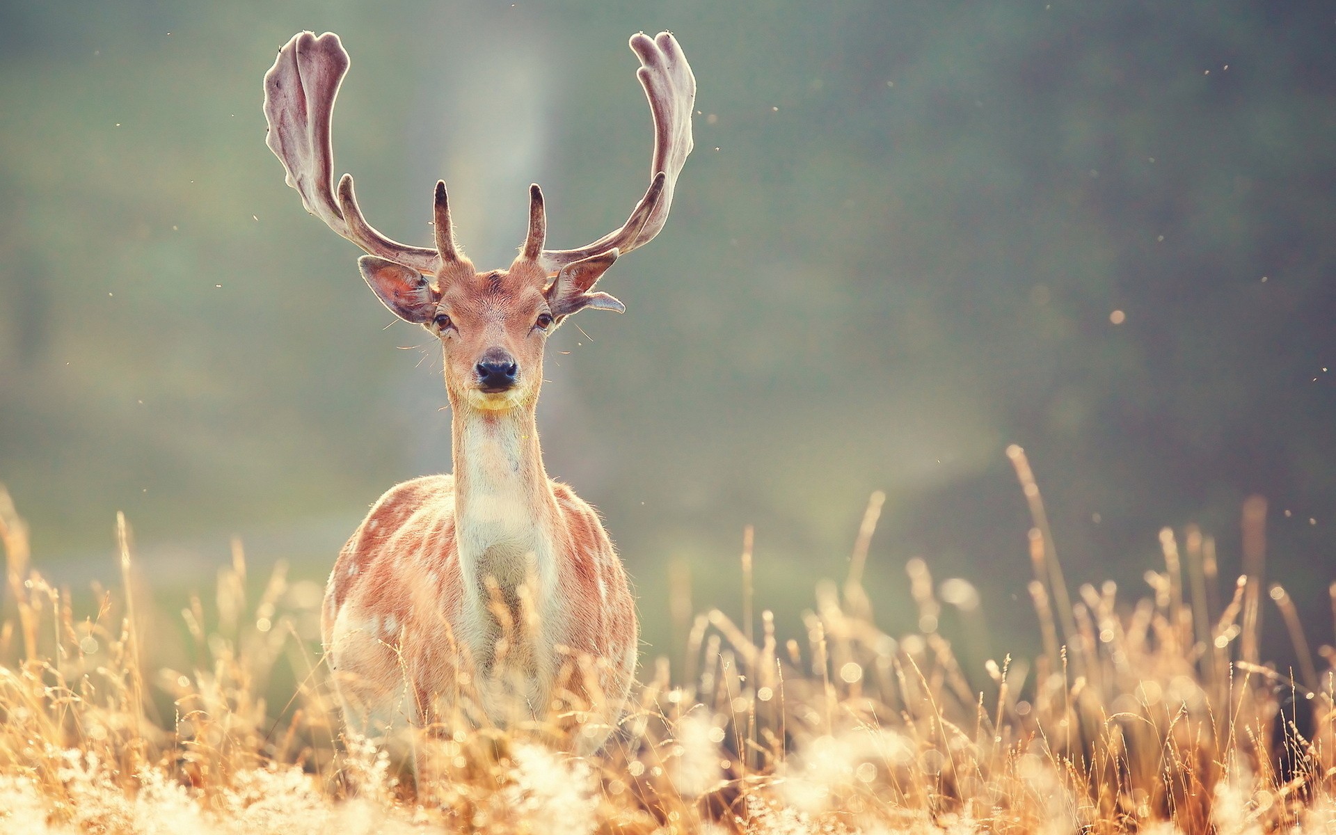 Fallow deer with large antlers in a field HD Wallpaper