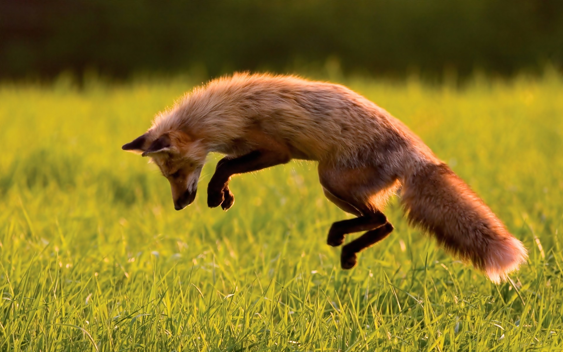 A red fox jumps through a grassy field HD Wallpaper