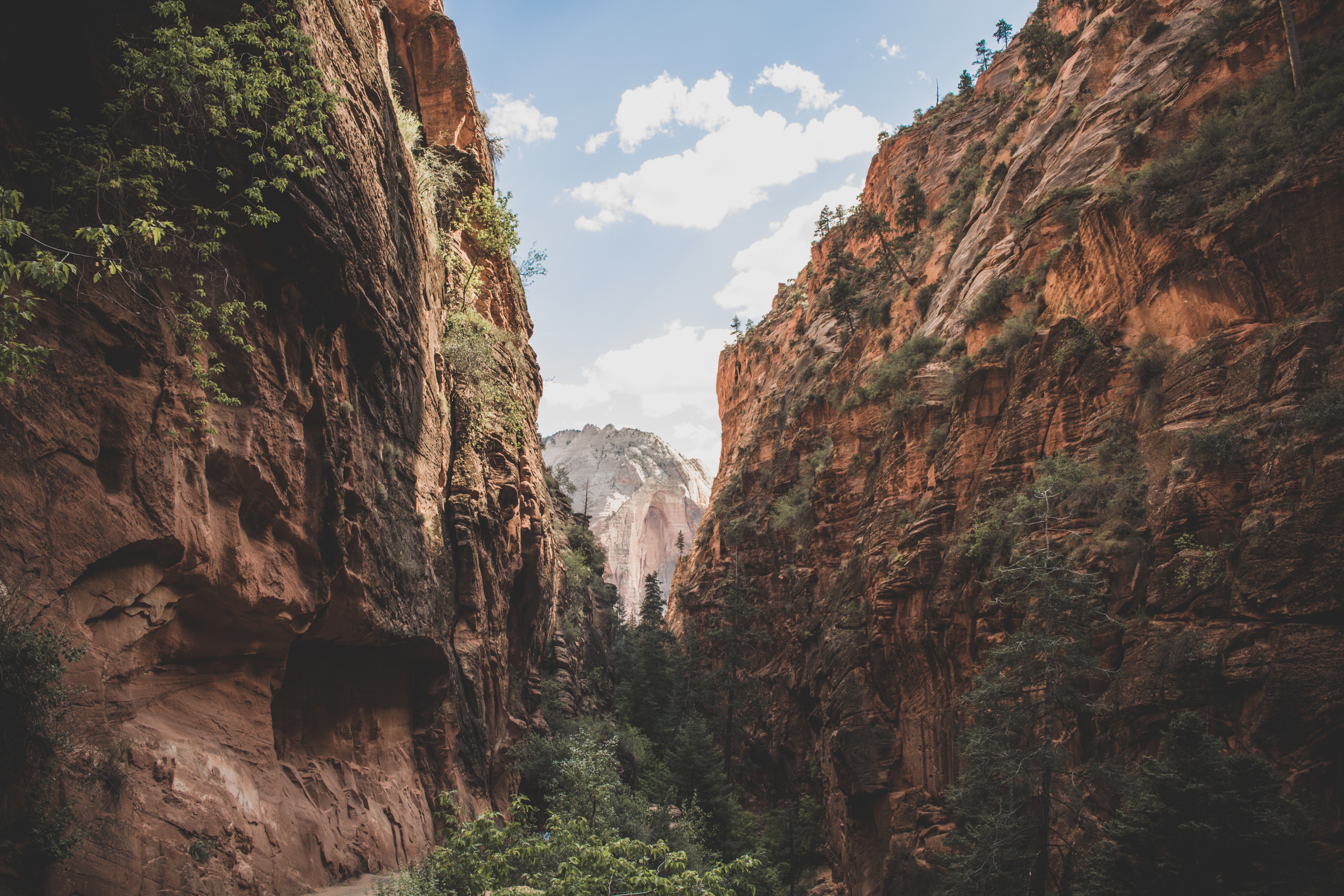 Canyon with trees and mountains HD Wallpaper
