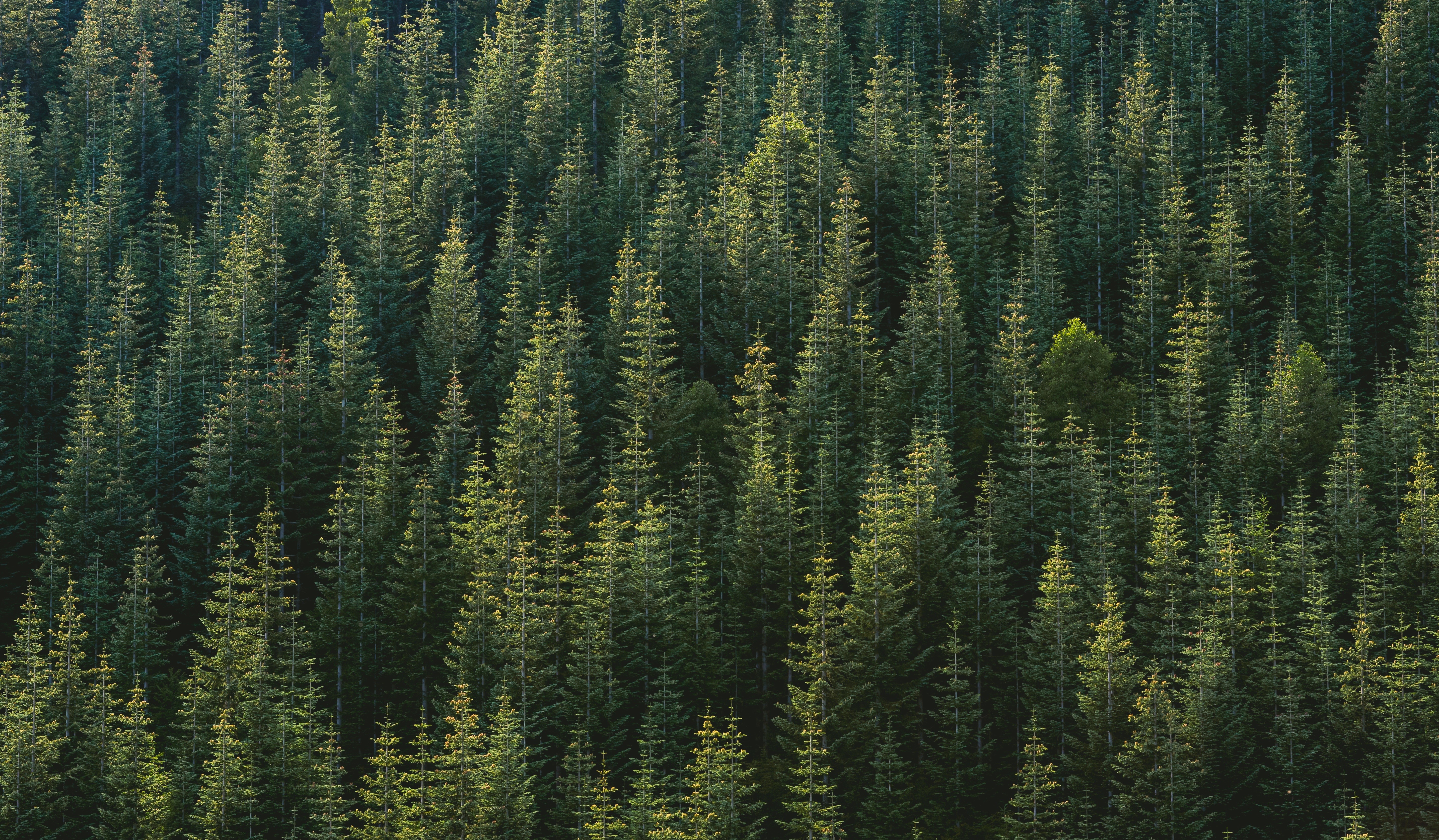 Dense forest of evergreen trees HD Wallpaper