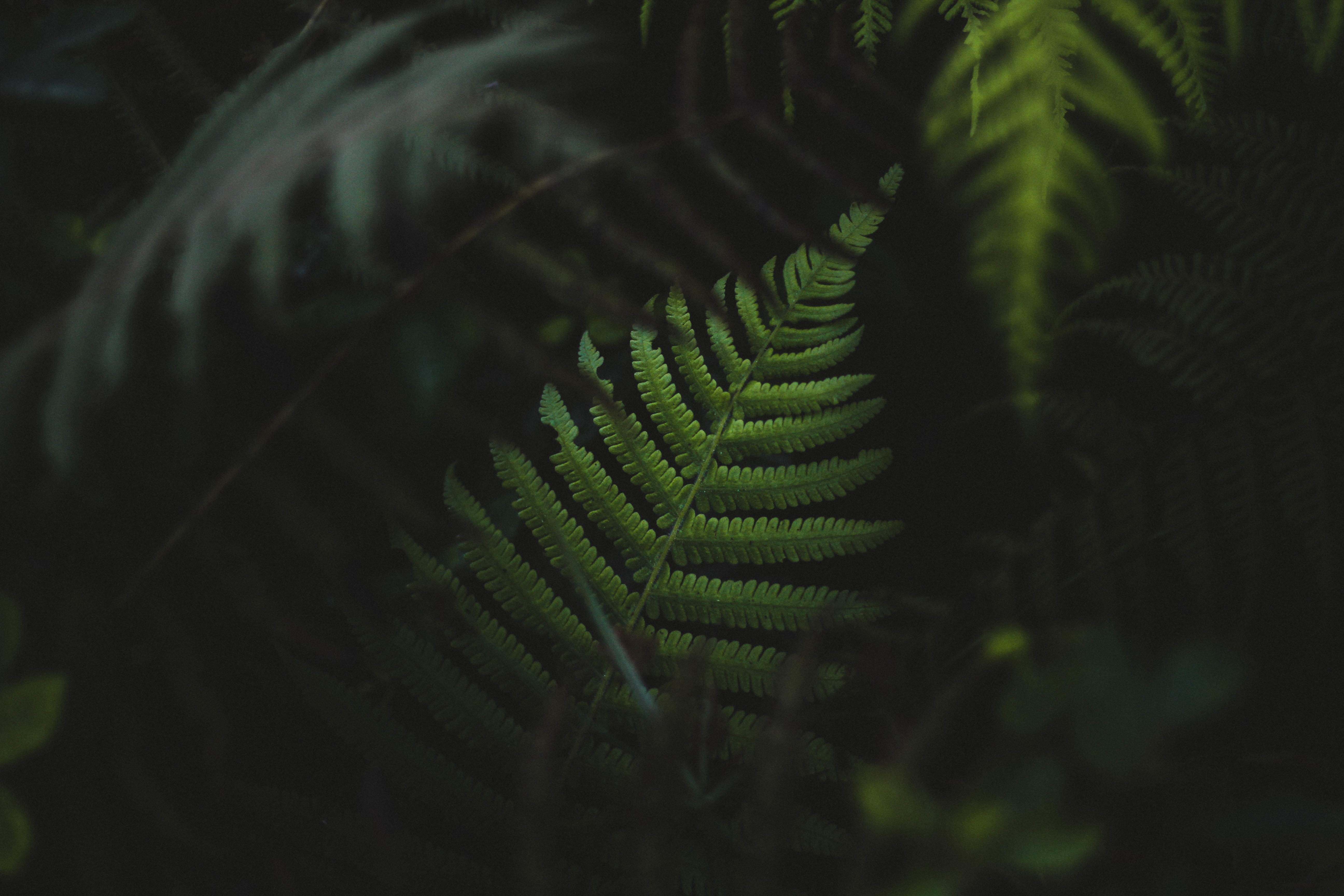 Close-up of a fern leaf in a dark forest HD Wallpaper