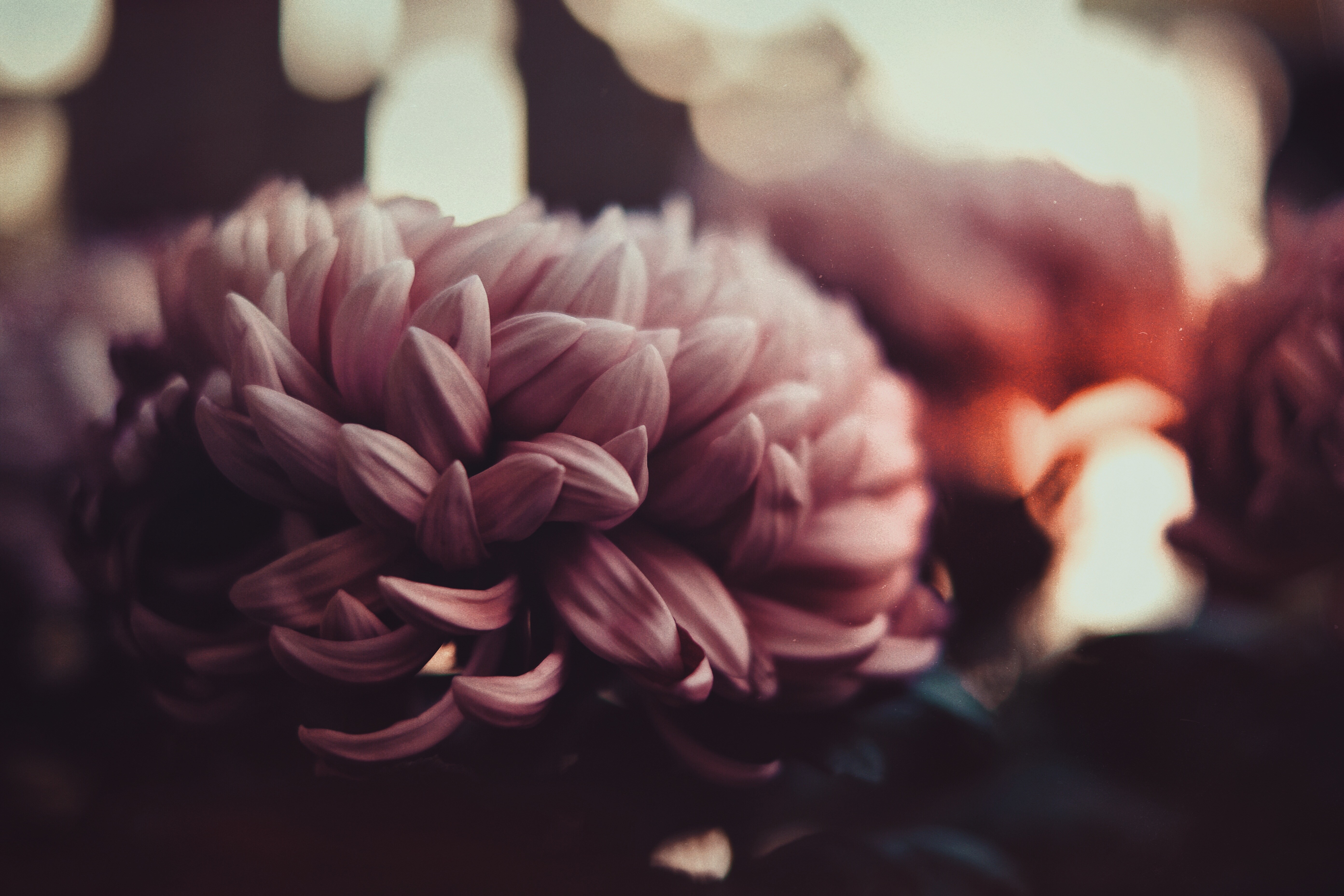 Close-up of a pink chrysanthemum flower HD Wallpaper