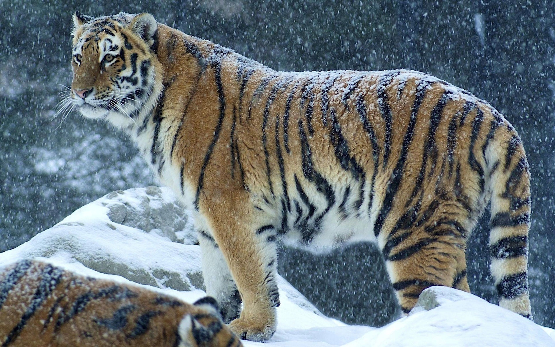 Tiger in the snow HD Wallpaper