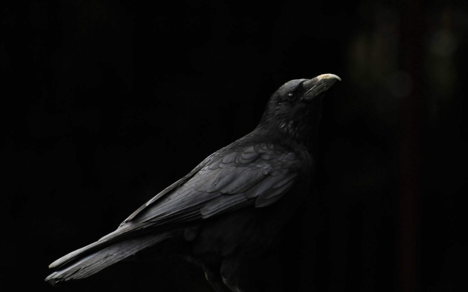A black crow looks up against a dark background HD Wallpaper