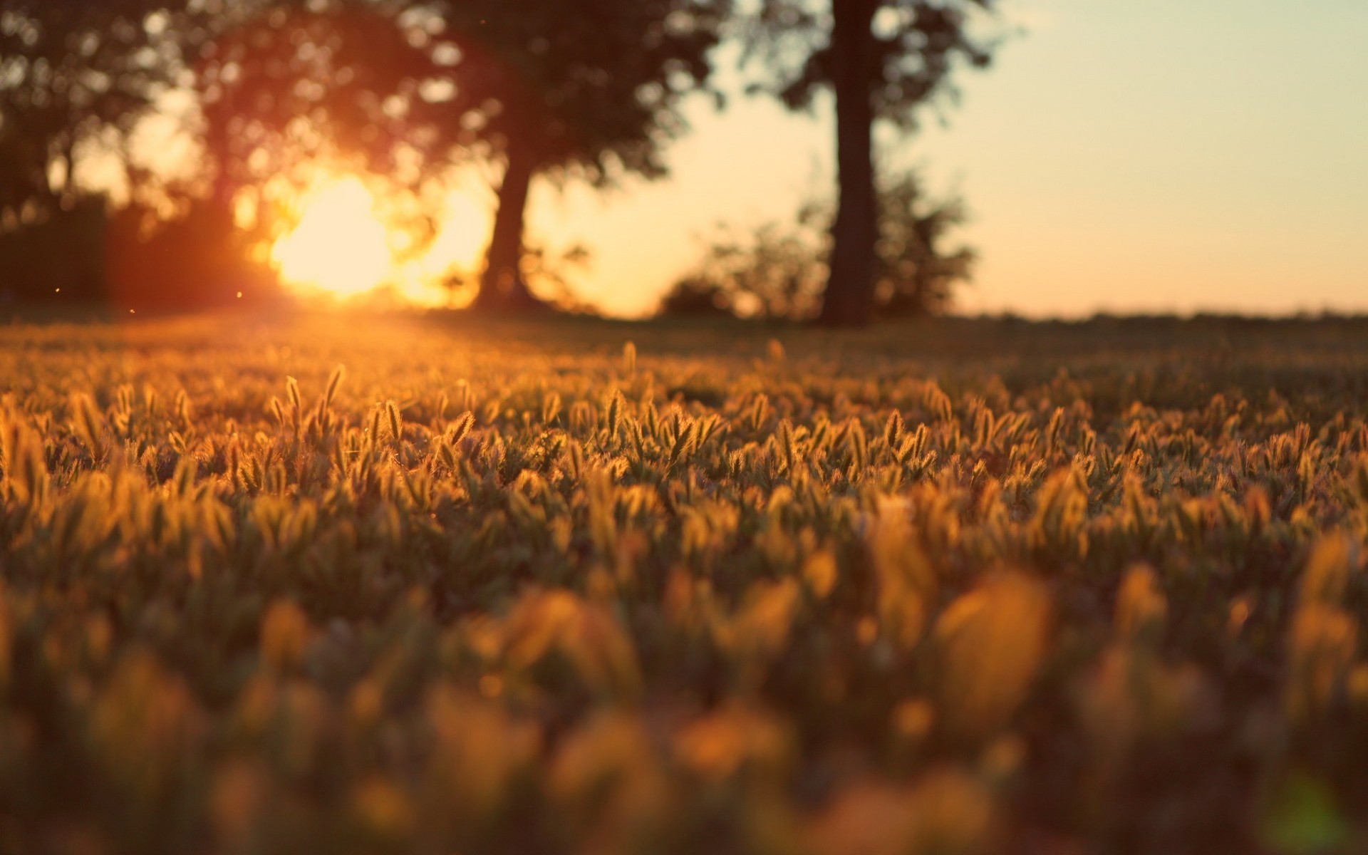 Sunset over a grassy field with trees HD Wallpaper