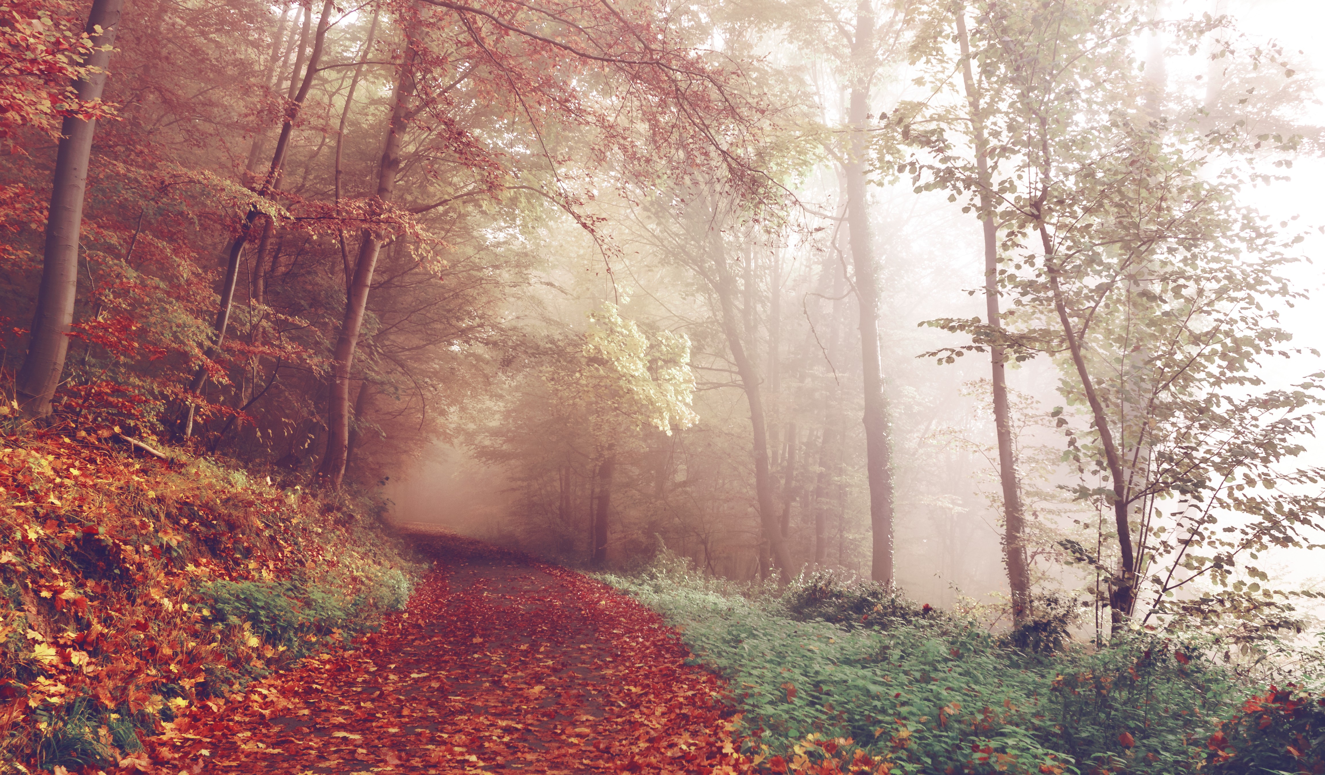 Autumn forest path covered in fallen leaves HD Wallpaper