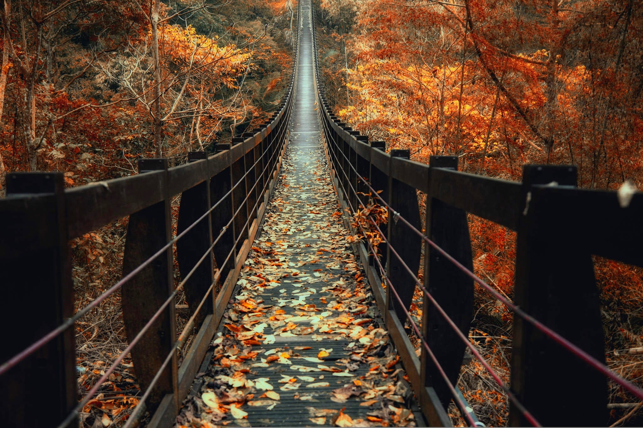 Suspension bridge covered in autumn leaves in a forest HD Wallpaper