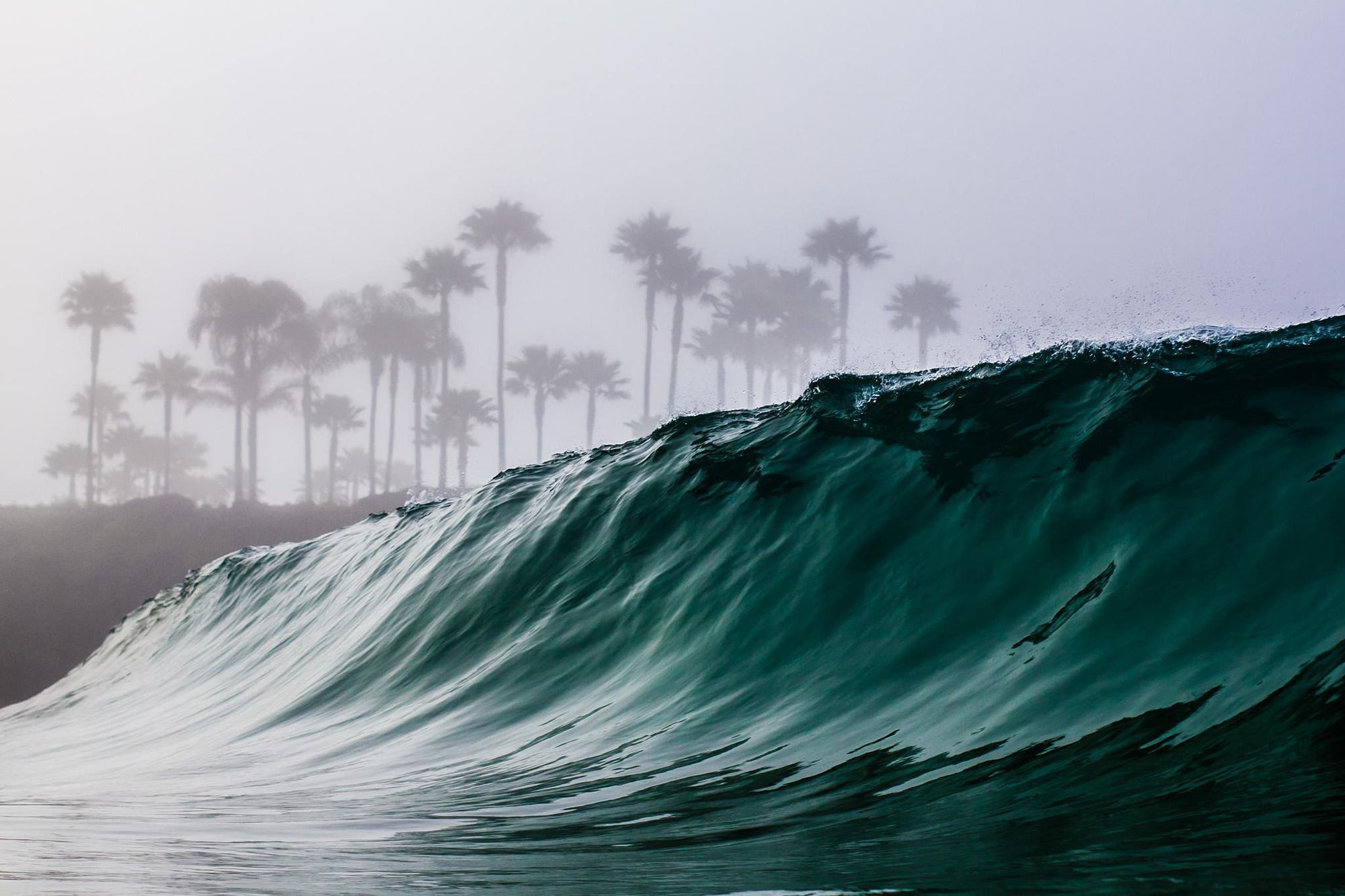 Misty palm trees behind a crashing ocean wave HD Wallpaper