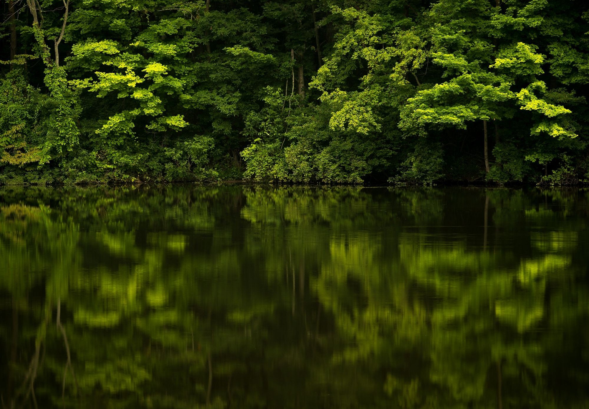 Forest reflected in a dark body of water HD Wallpaper
