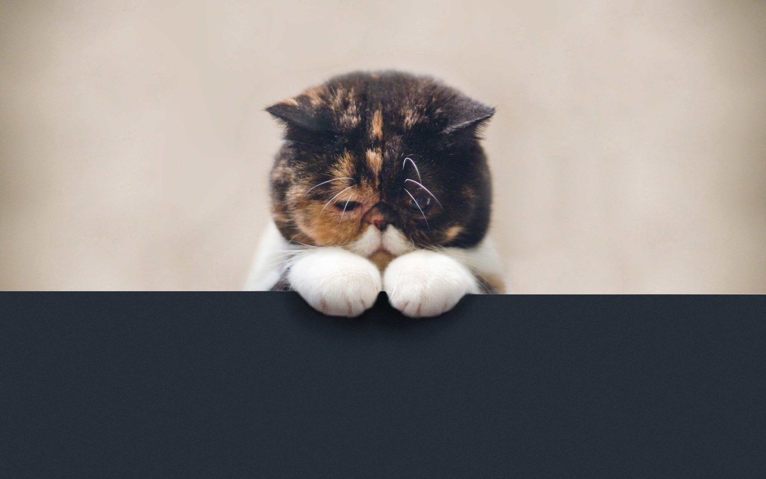 A sad-looking cat peeking over a dark surface HD Wallpaper