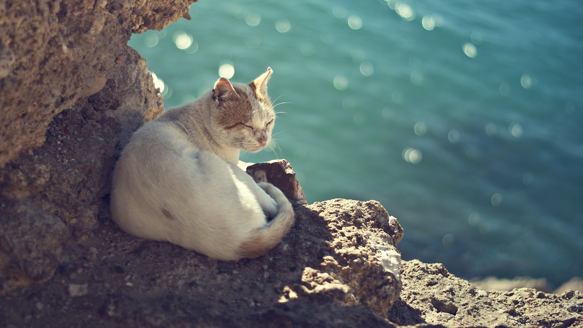 Cat sleeping on rocks by the sea HD Wallpaper
