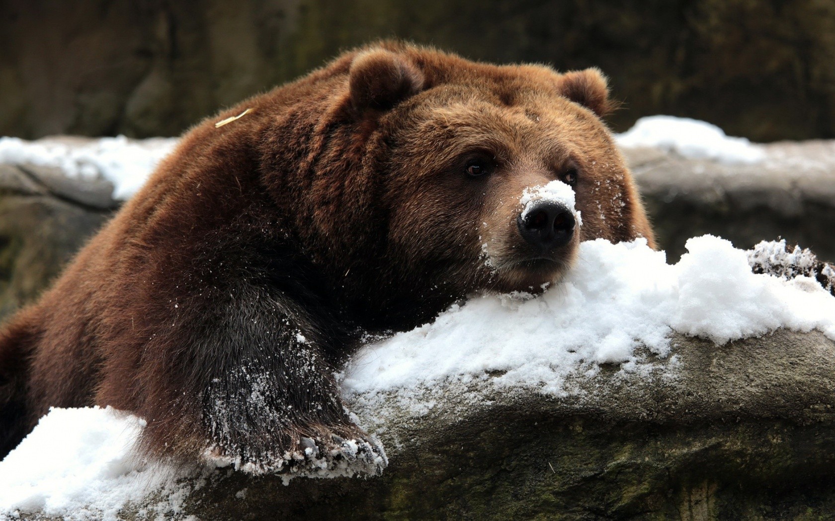 Brown bear lying in the snow HD Wallpaper