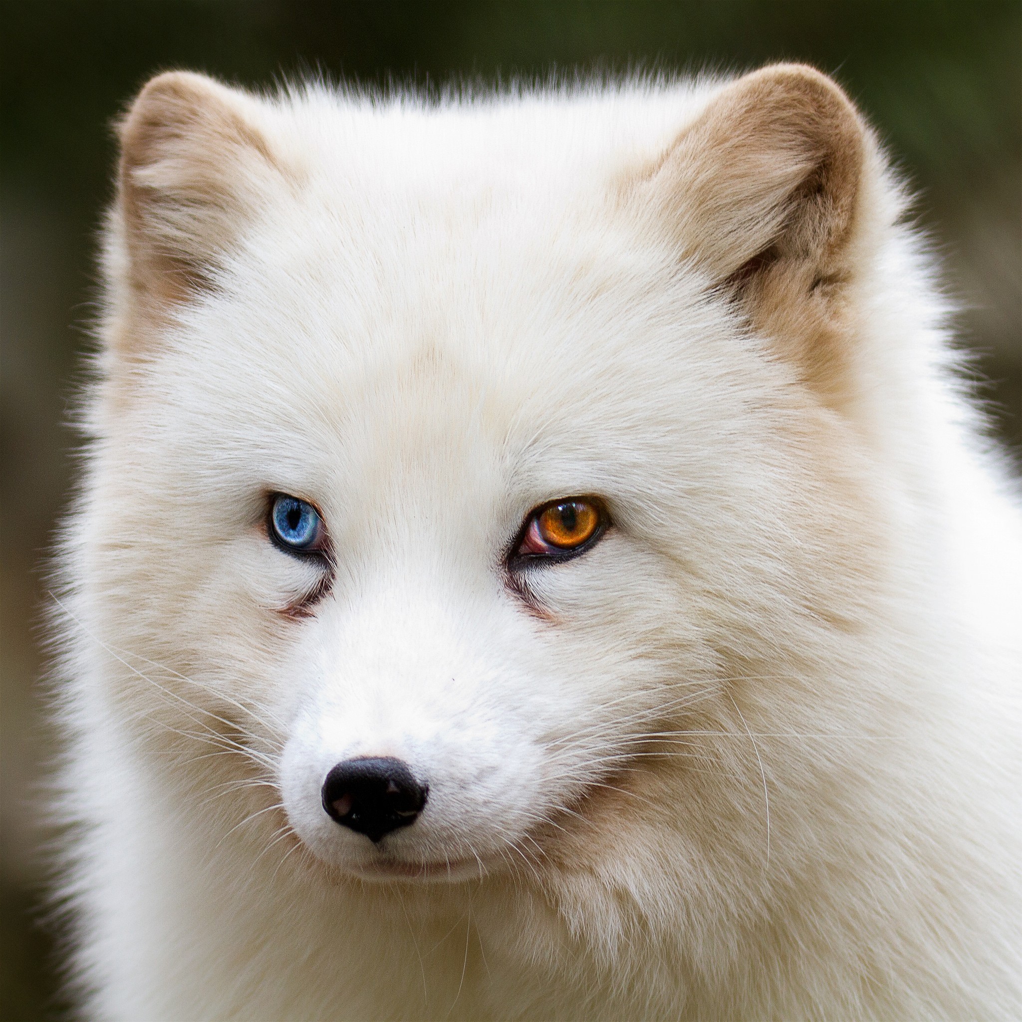 Arctic fox with heterochromia HD Wallpaper