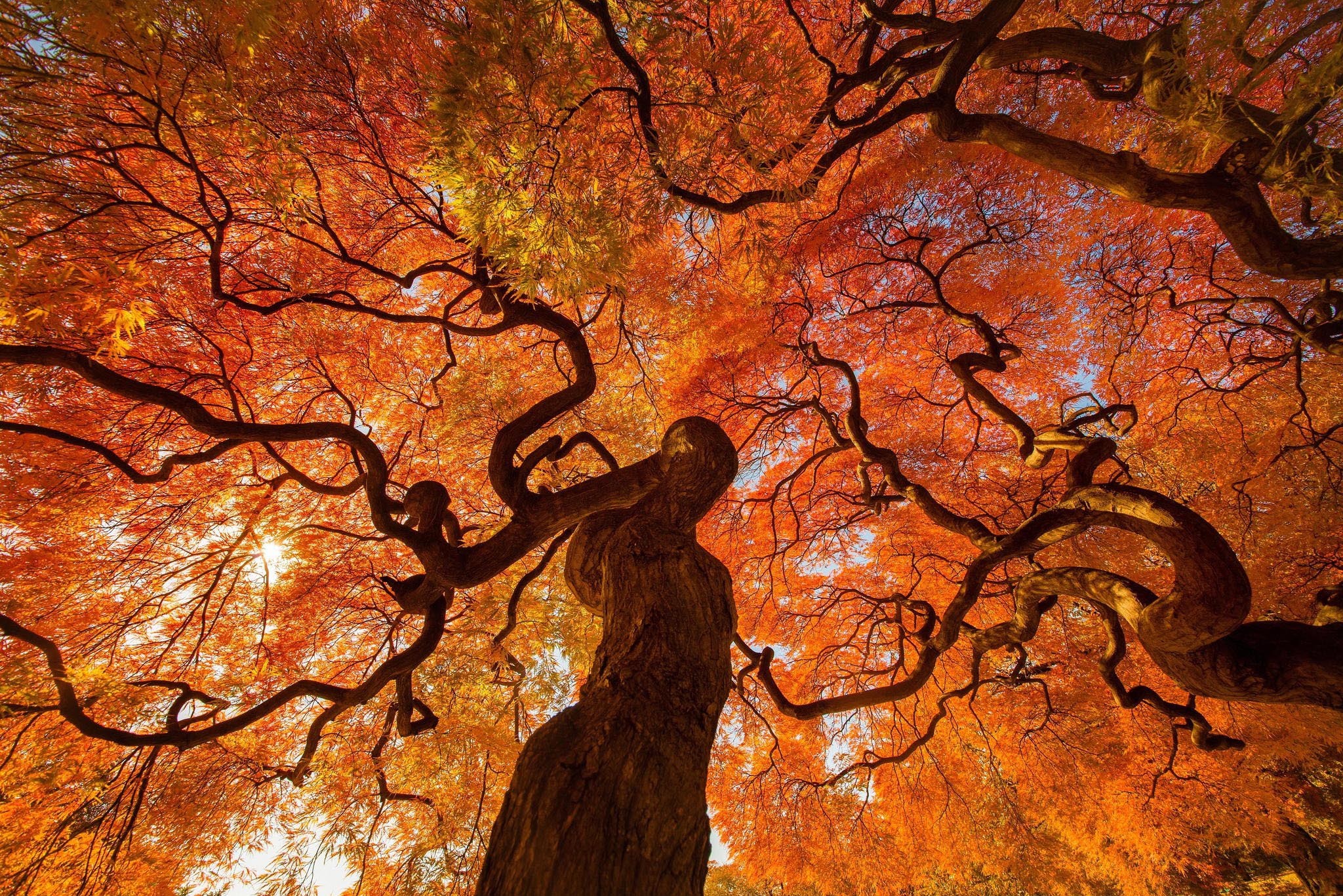 A Japanese Maple tree in autumn colors HD Wallpaper