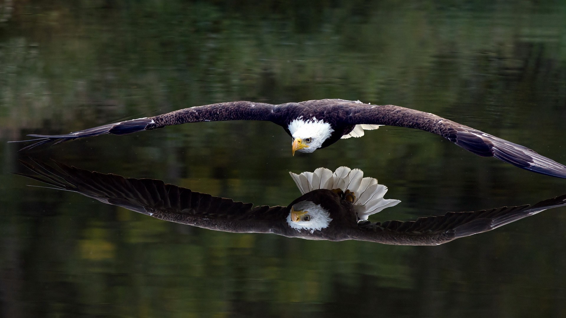 Bald eagle flying over water with reflection HD Wallpaper