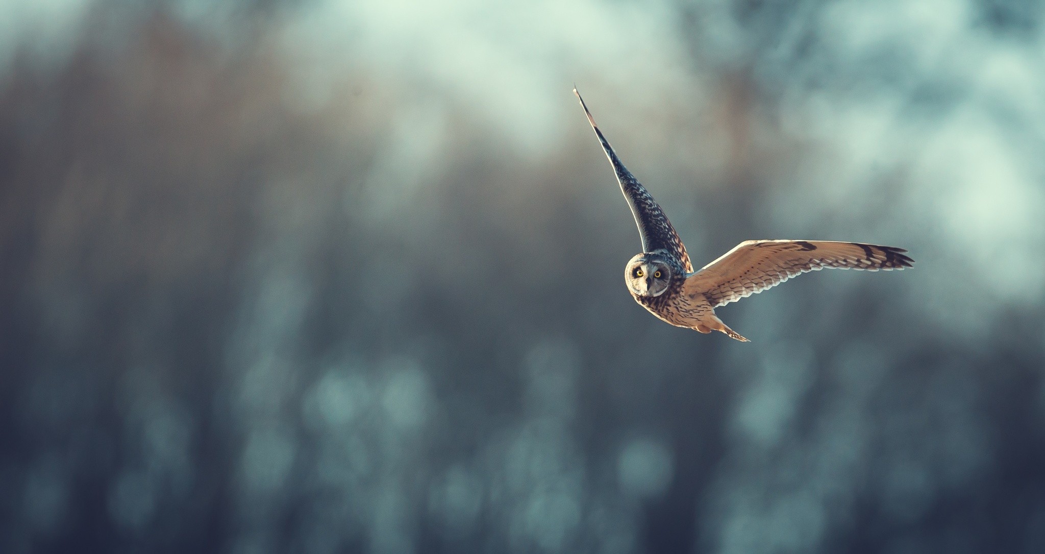 Short-eared owl in flight HD Wallpaper